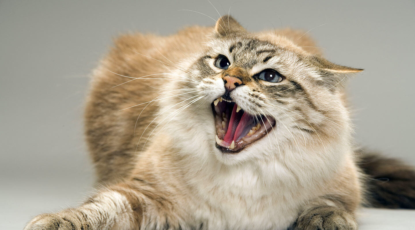 çok kızmış ağzı açık kedi