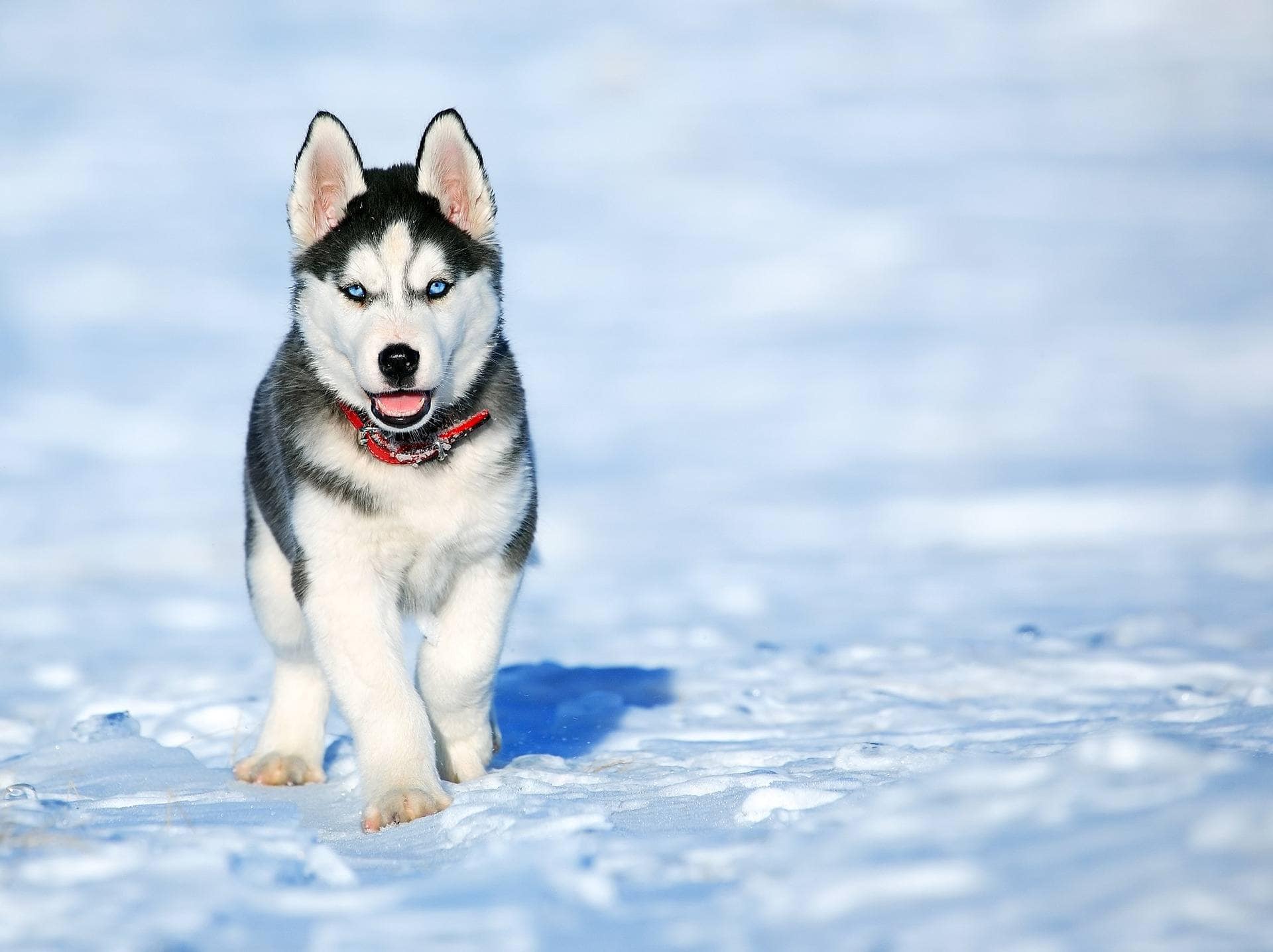 kırmızı tasmalı yavru sibirya kurdu cinsi köpek