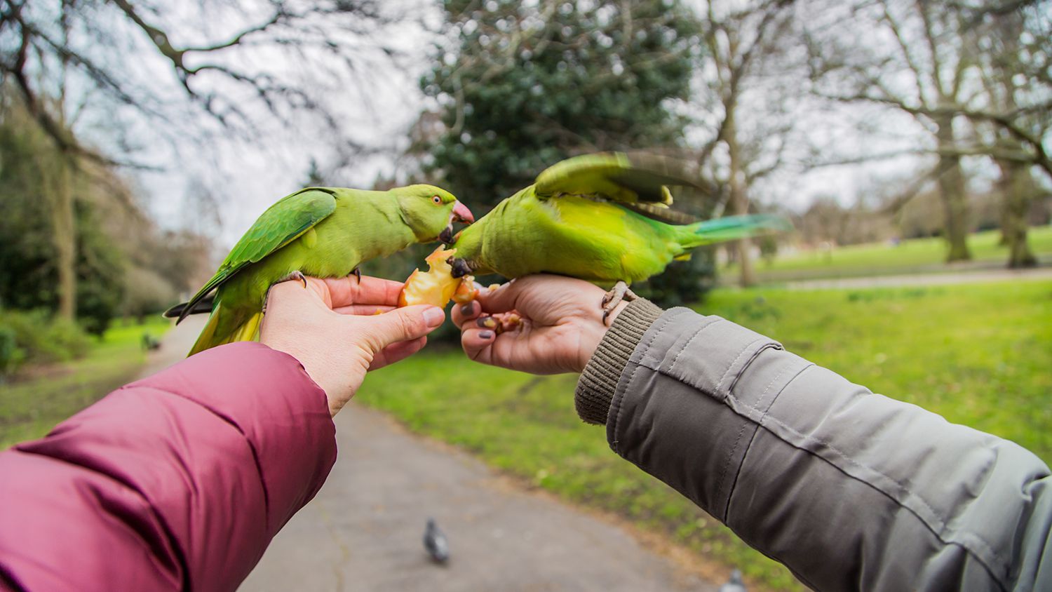 elma yerken anlaşmazlığa düşen iki papağan