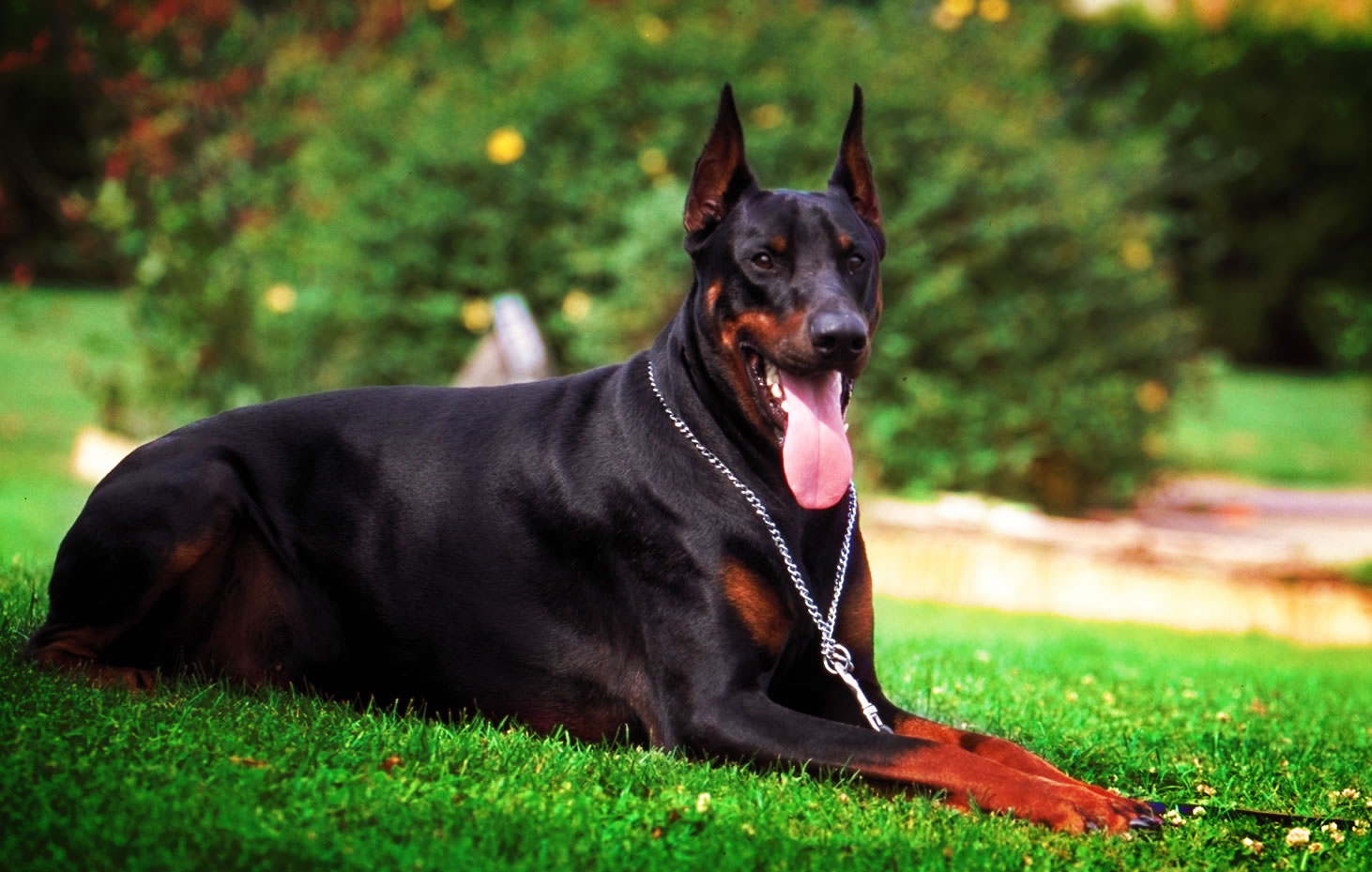 çimlerde oturmuş bol zincir tasmalı siyah köpek