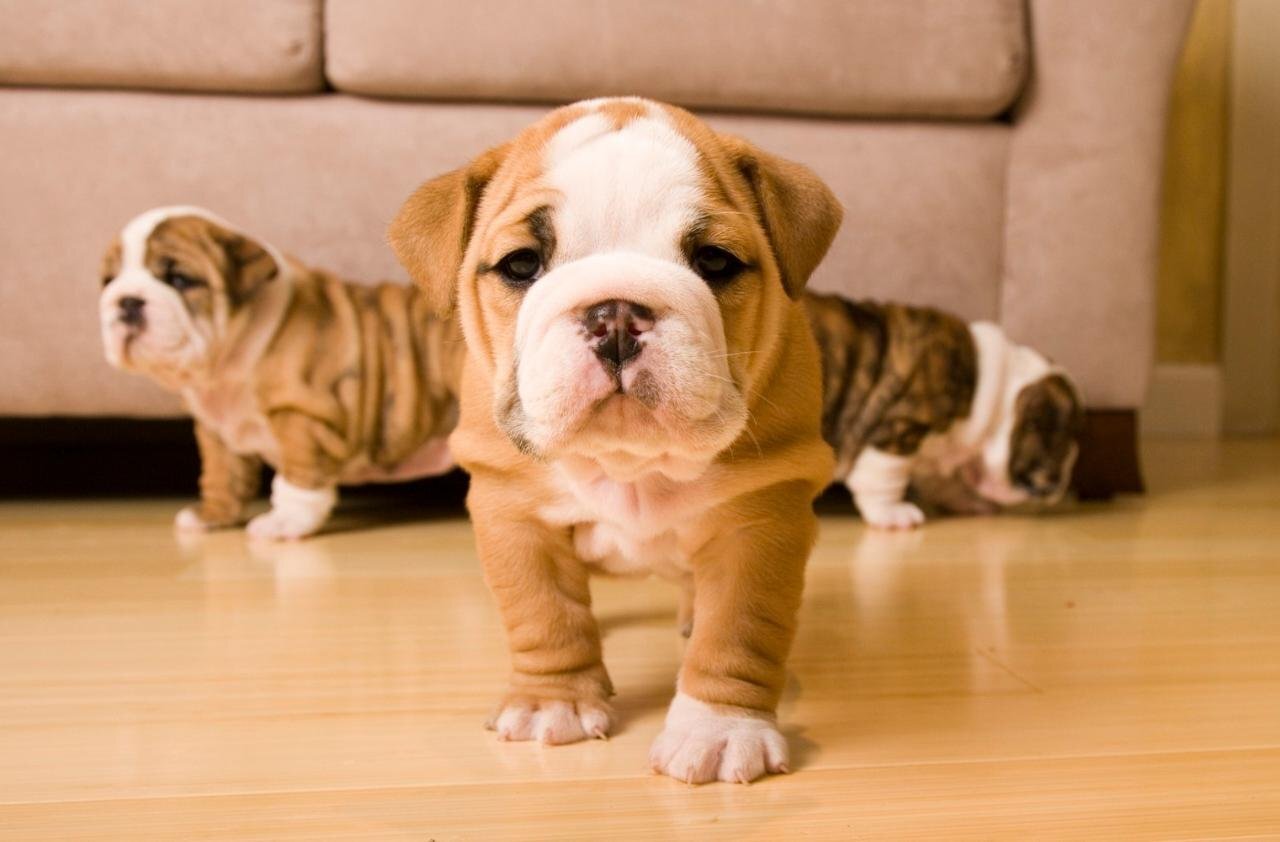 three english bulldog puppies at home