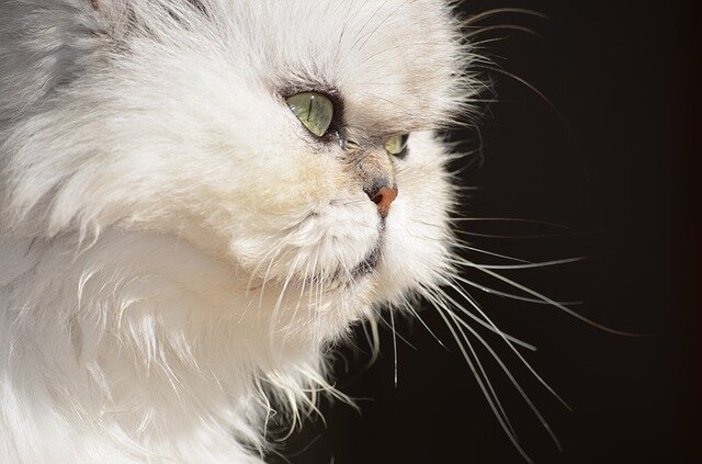 karanlık zeminde beyaz İran kedisi