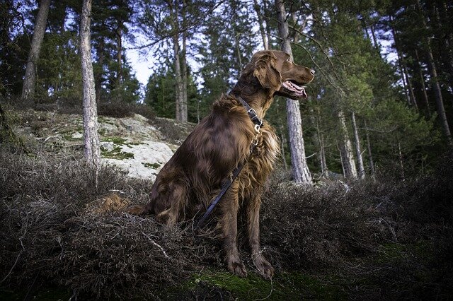 brown fluffy dog ​​in the forest