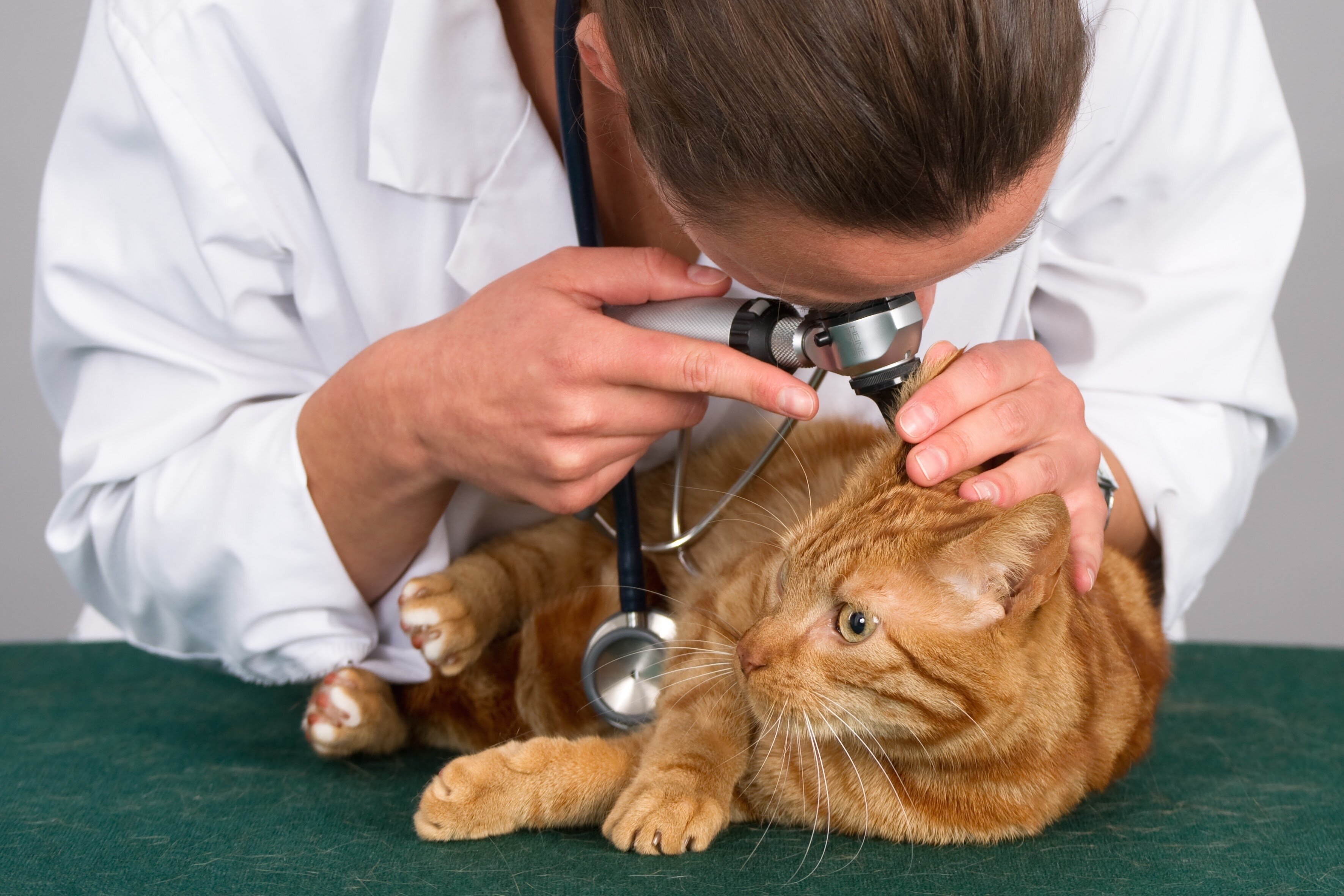 kedinin kulağını kontrol eden veteriner