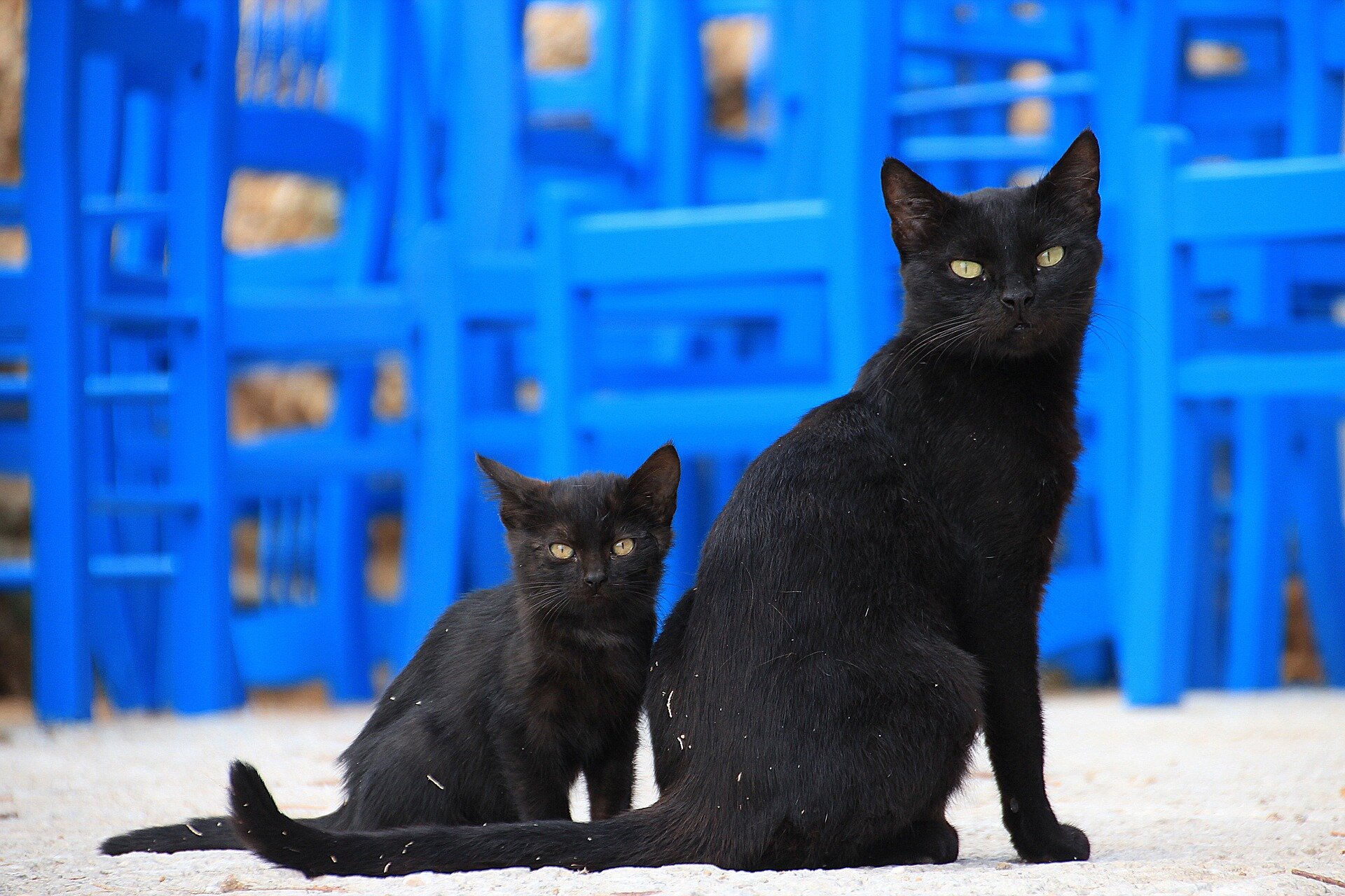 kara kediler
