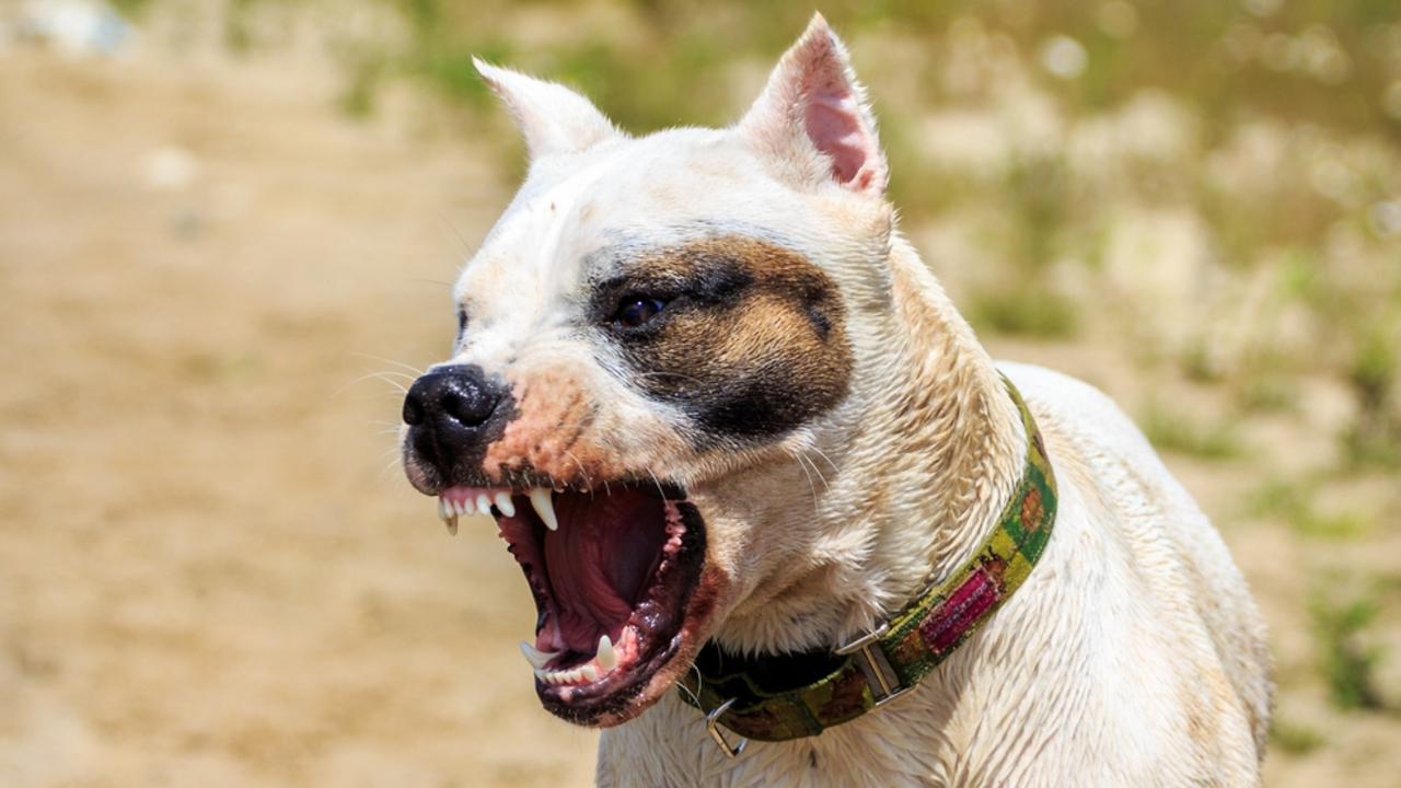 white dog showing aggressive teeth