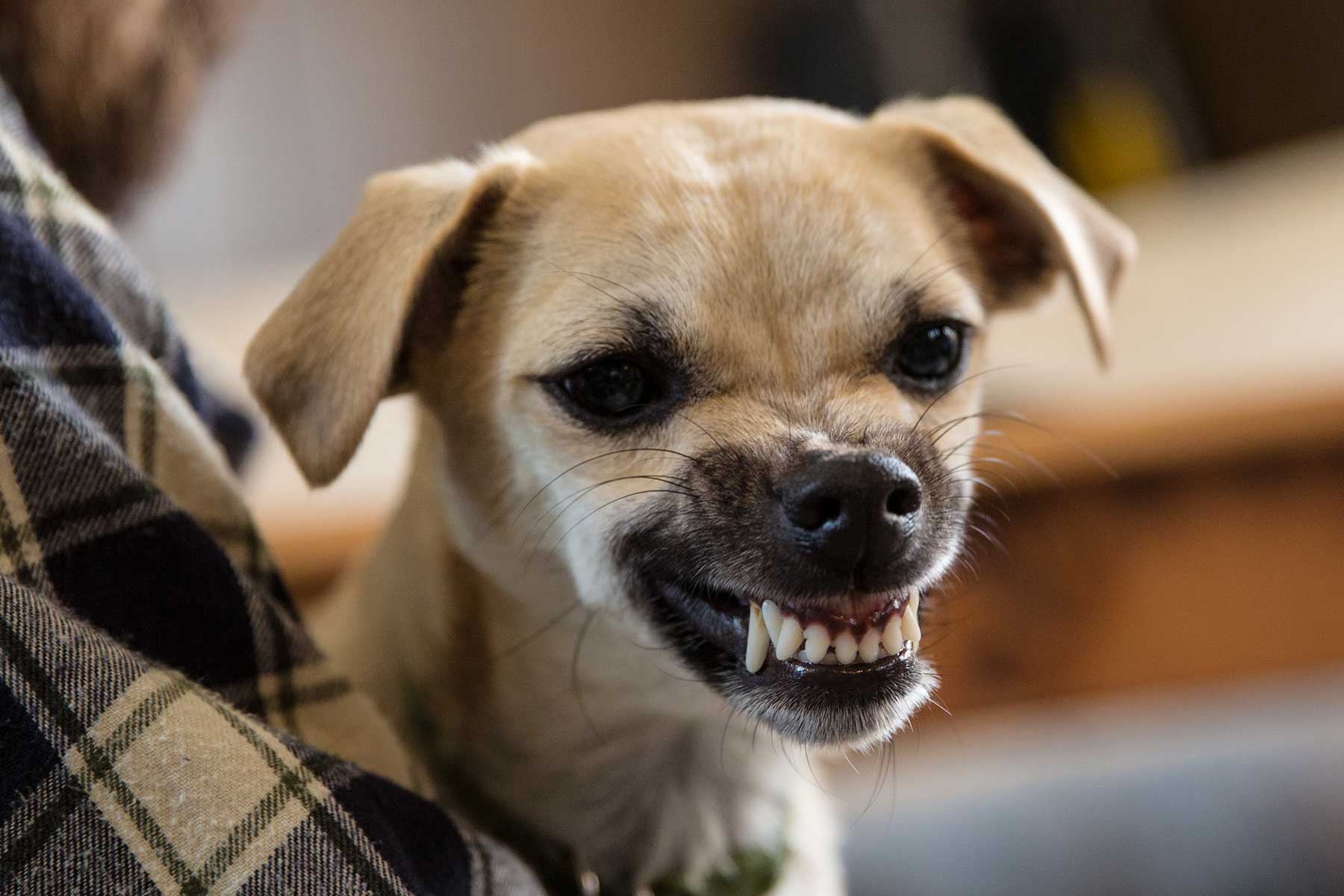 small breed dog showing teeth