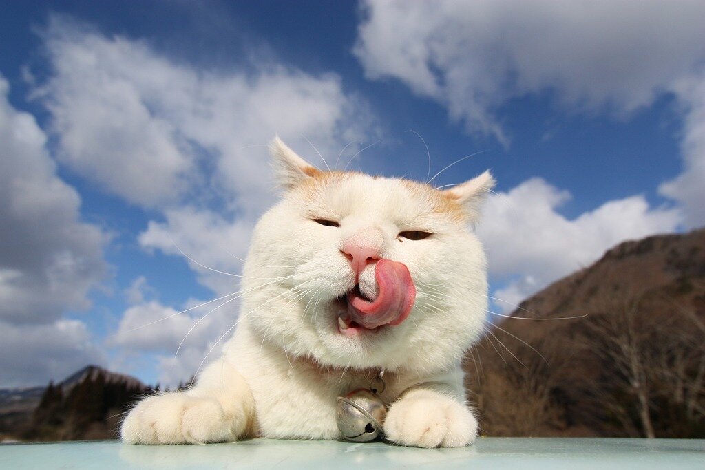 ağzını yalayan beyaz kedi