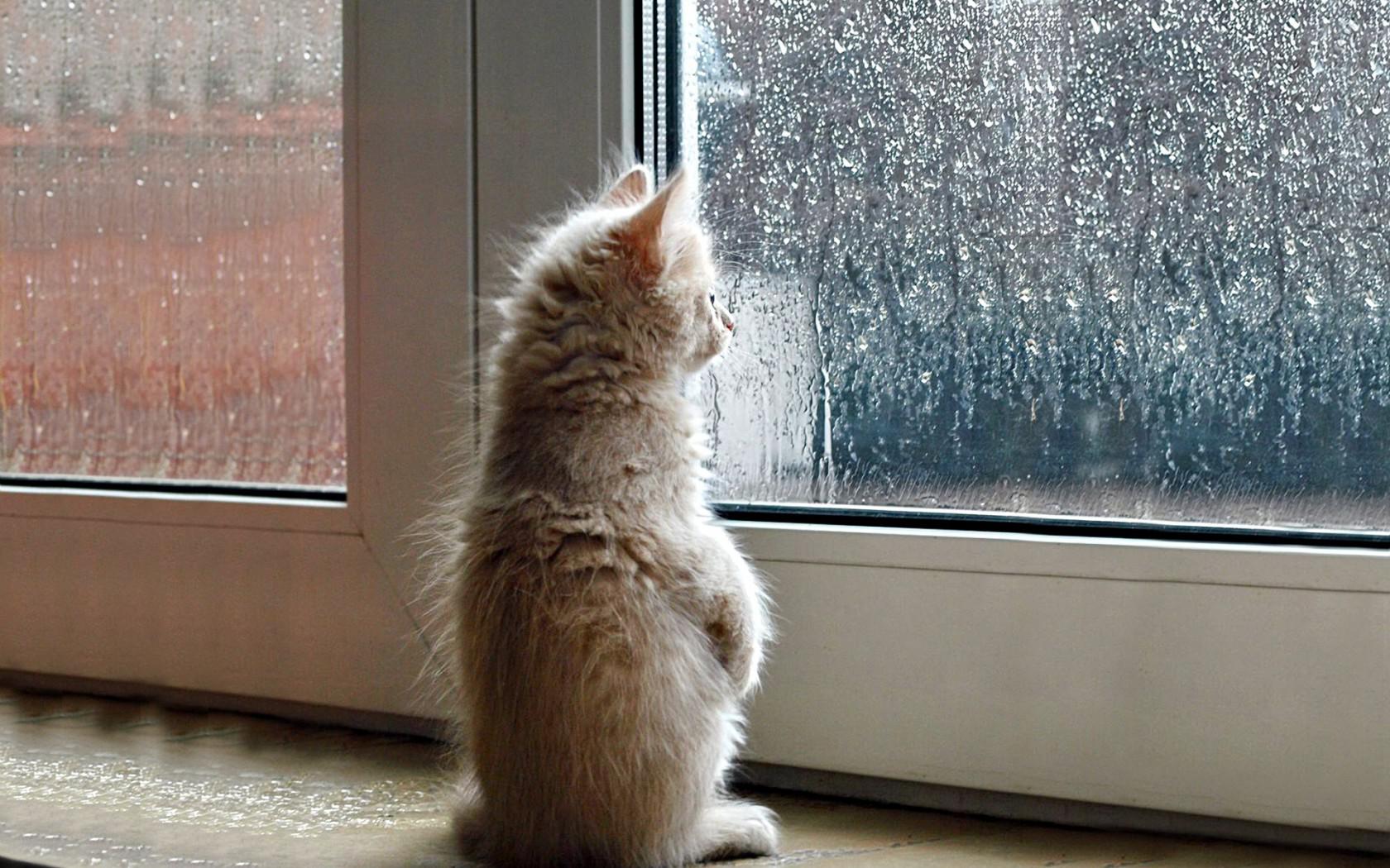 cam önünde dışarı bakan yavru kedi