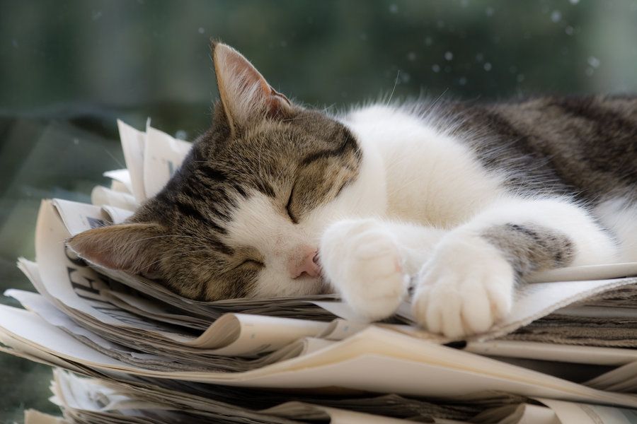 gazete kağıtları üzerinde yatan kedi