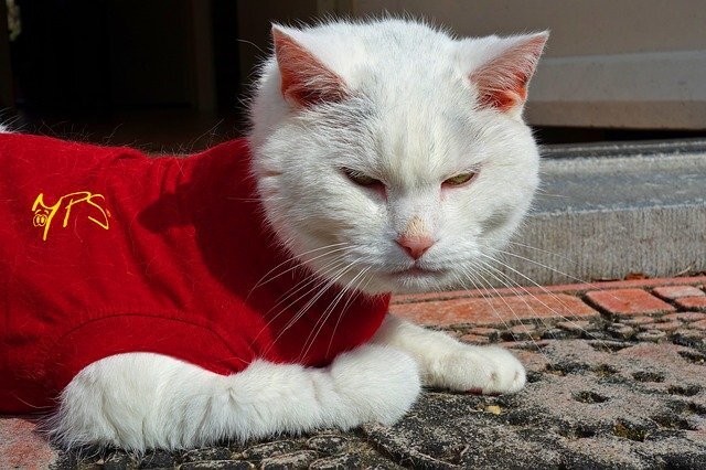kırmızı kıyafetli beyaz kedi