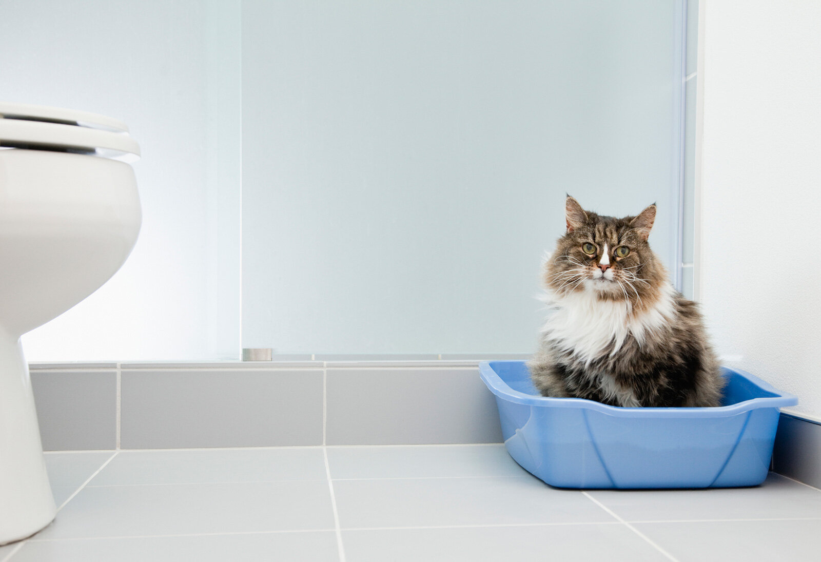 banyoda tuvaletini kullanan kedi