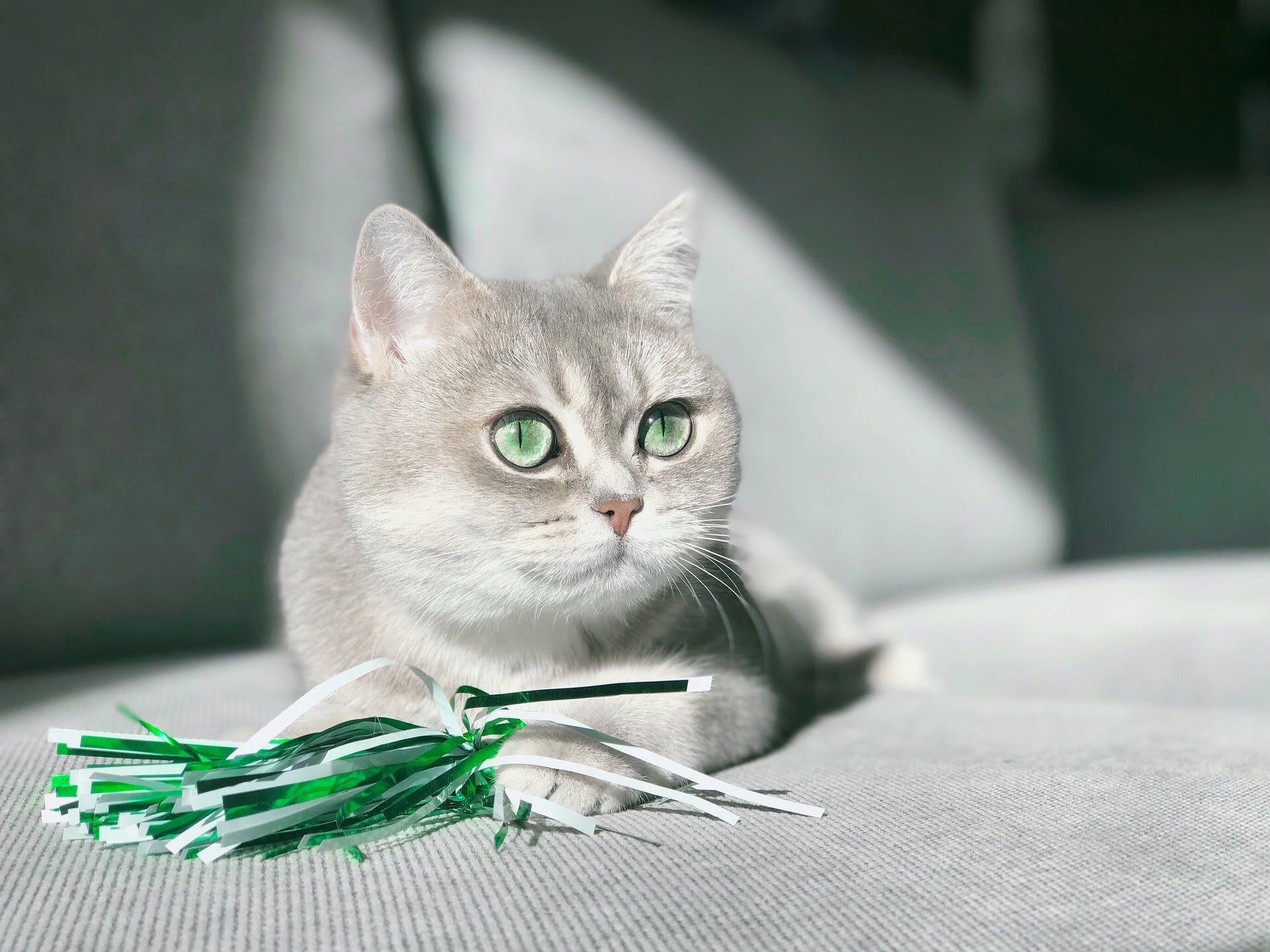 yeşil püsküllerin yanında gri yeşil gözlü kedi