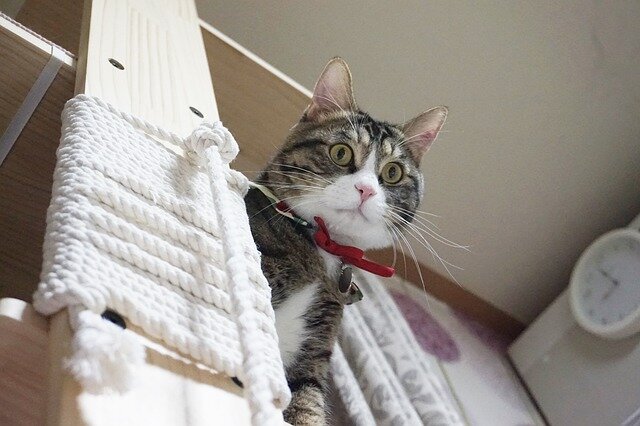 yukarı durup aşağı bakan tekir kedi