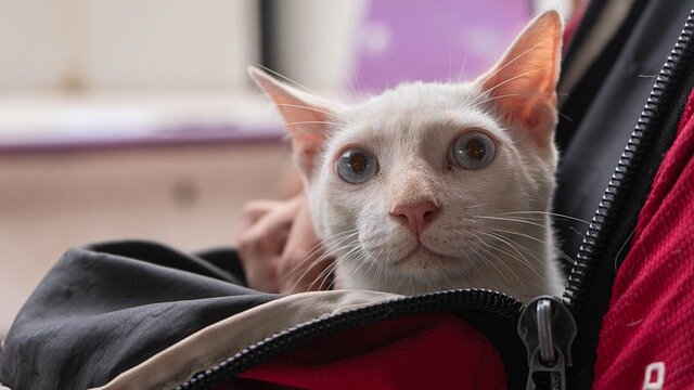 Fermuarlı çanta içerisinde beyaz kedi