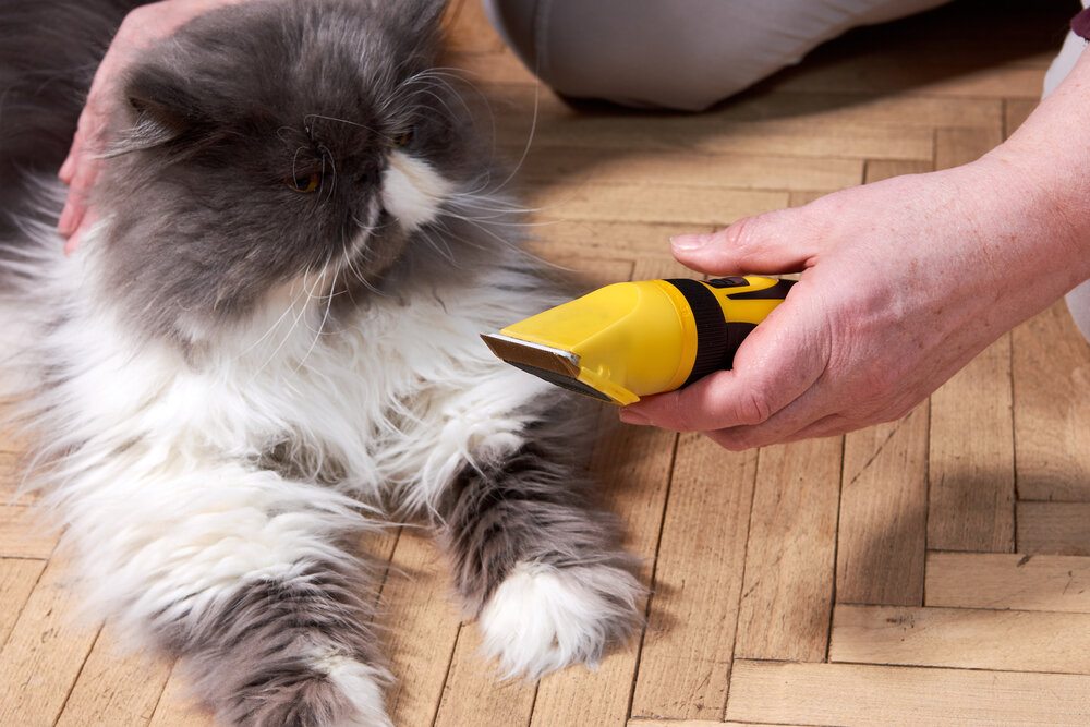 sarı tıraş makinesine bakan gri kedi