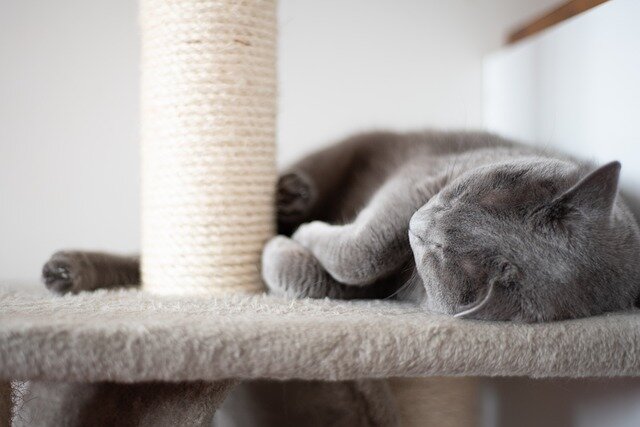 tırmalama tahtasının yanında yatan gri kedi