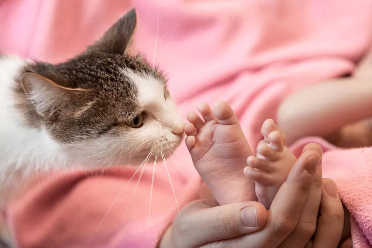 bebek ayakları koklayan kedi