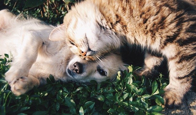 çimlerde uzanan köpek ve kedi arkadaşlığı