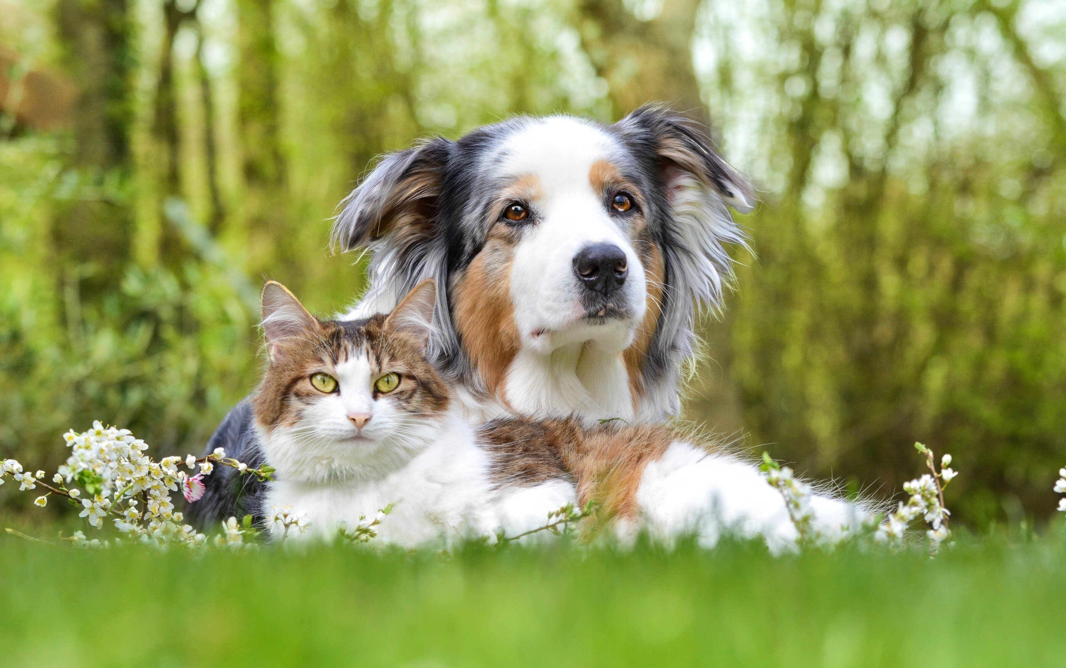 bahçede yatan uzun tüylü kedi ve köpek