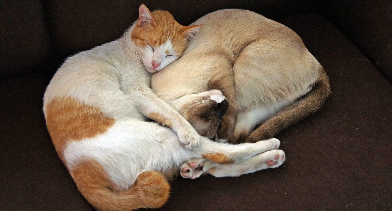 yan yana kıvrılıp yatan yetişkin kediler