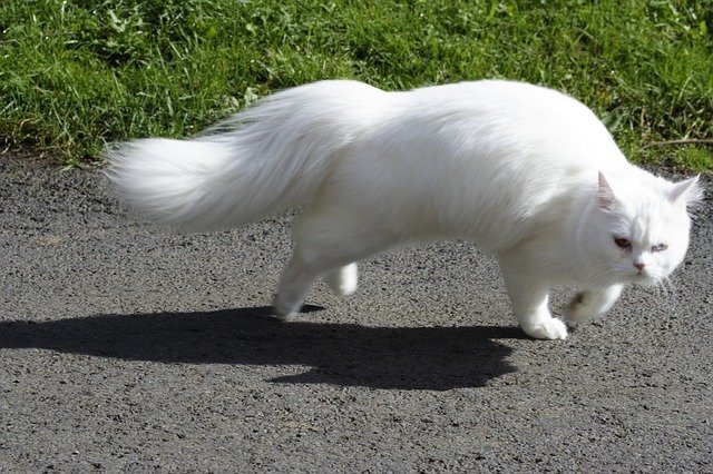 çimenlerin önünde uzun beyaz tüylü kedi