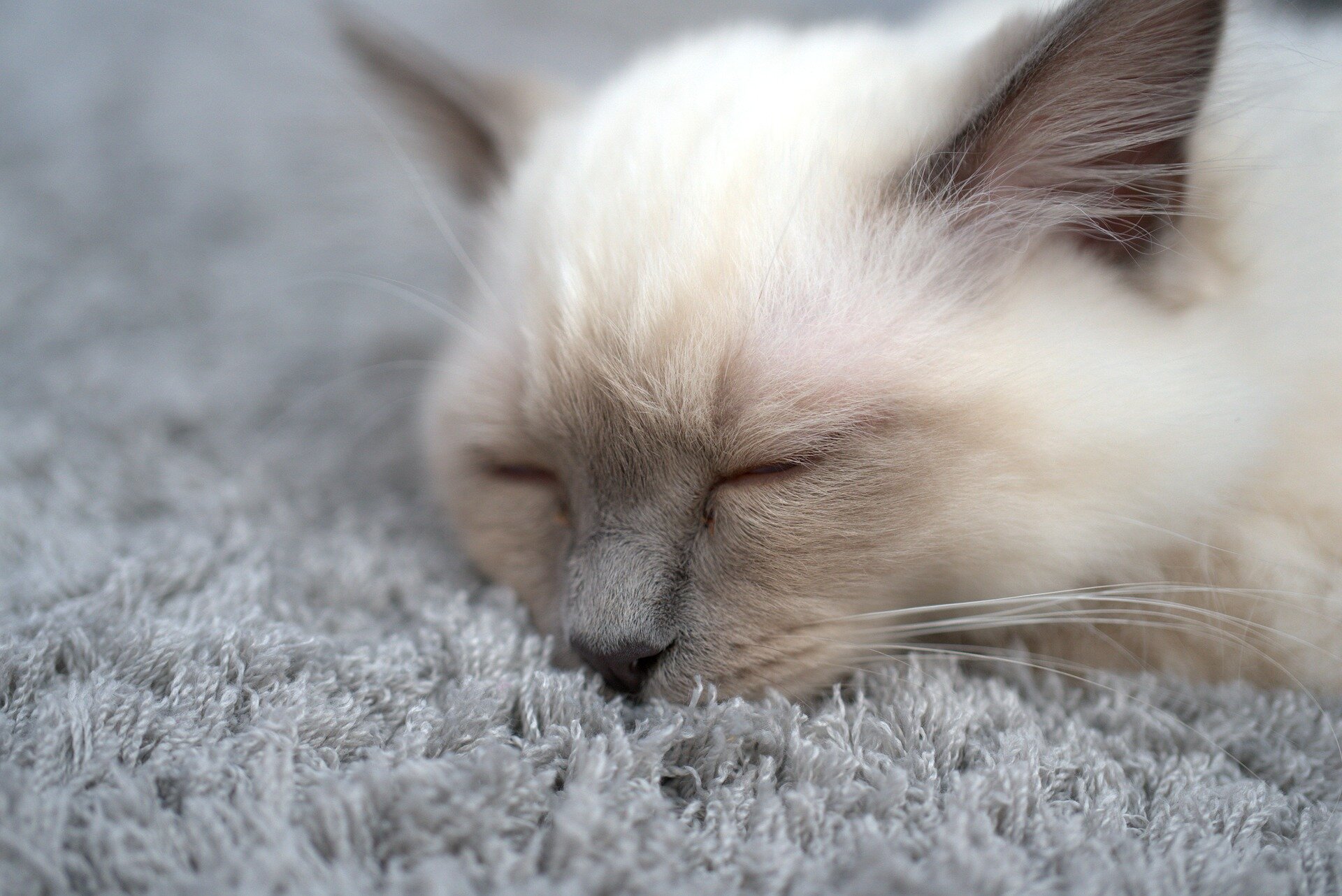 halı üzerinde uyuyan kedi