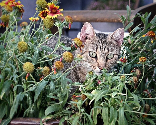 Çiçekler ve yeşillikler arasındaki kedi