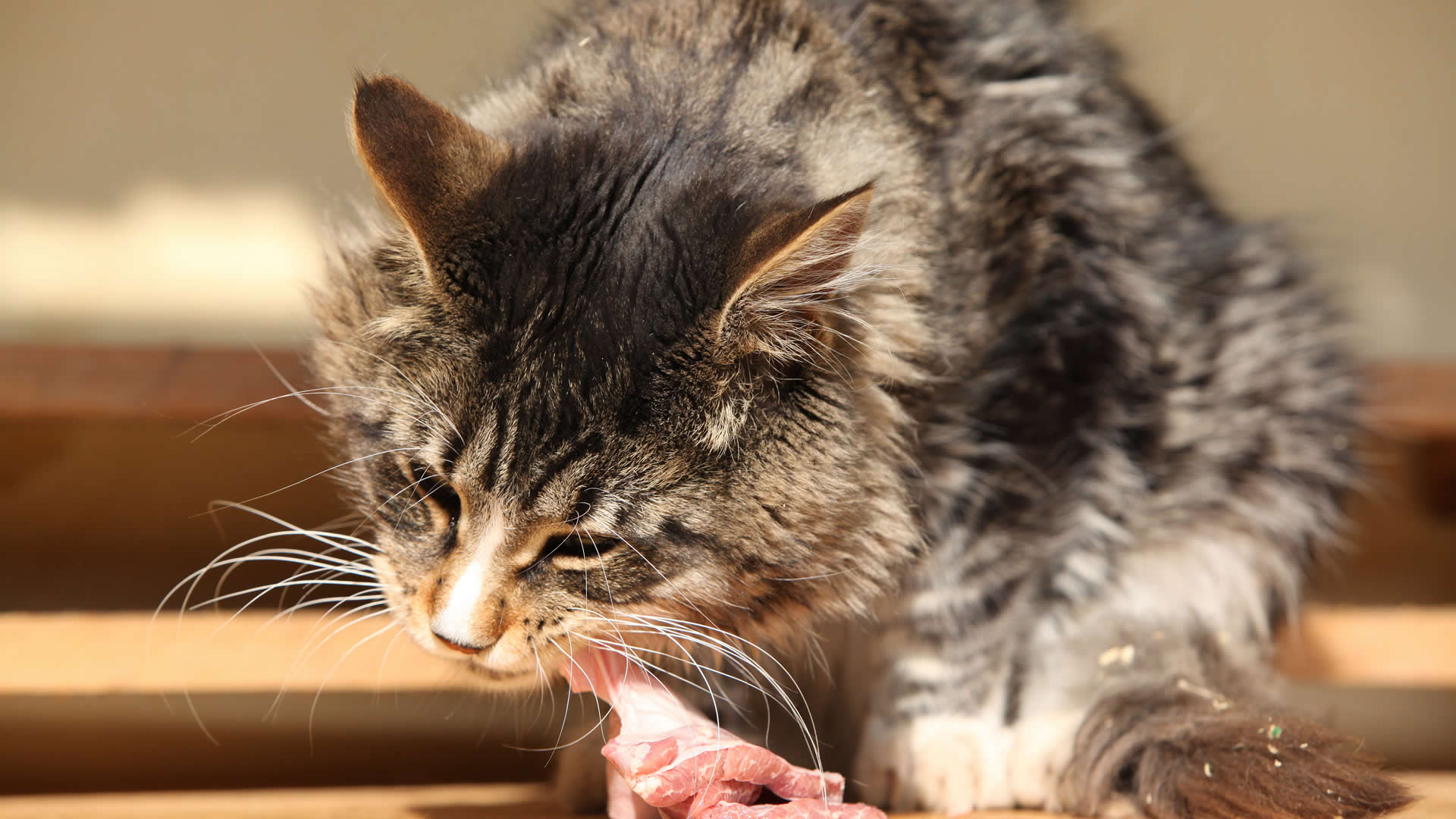 barf diyeti ile çiğ beslenen kedi