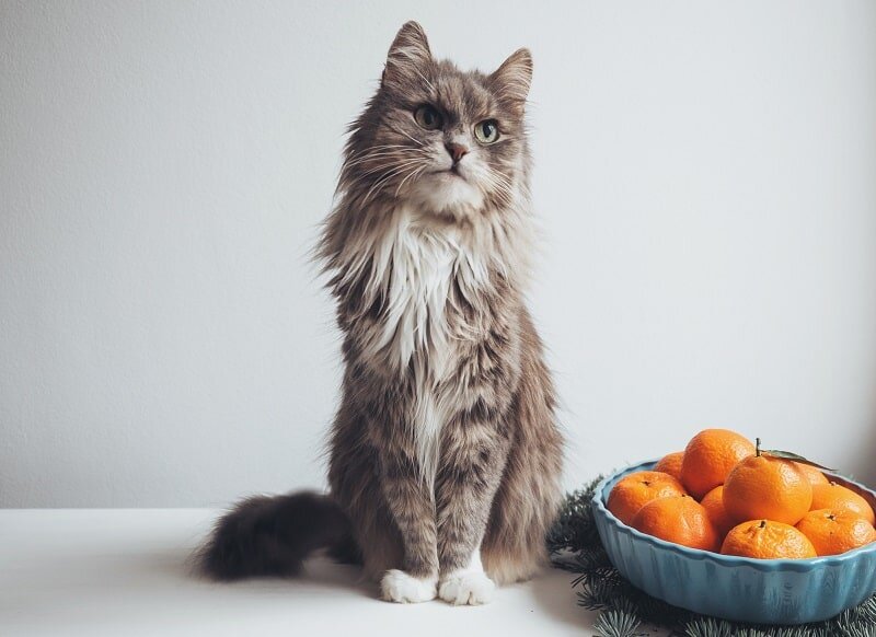 meyve kasesi yanında ayakta duran gri kedi