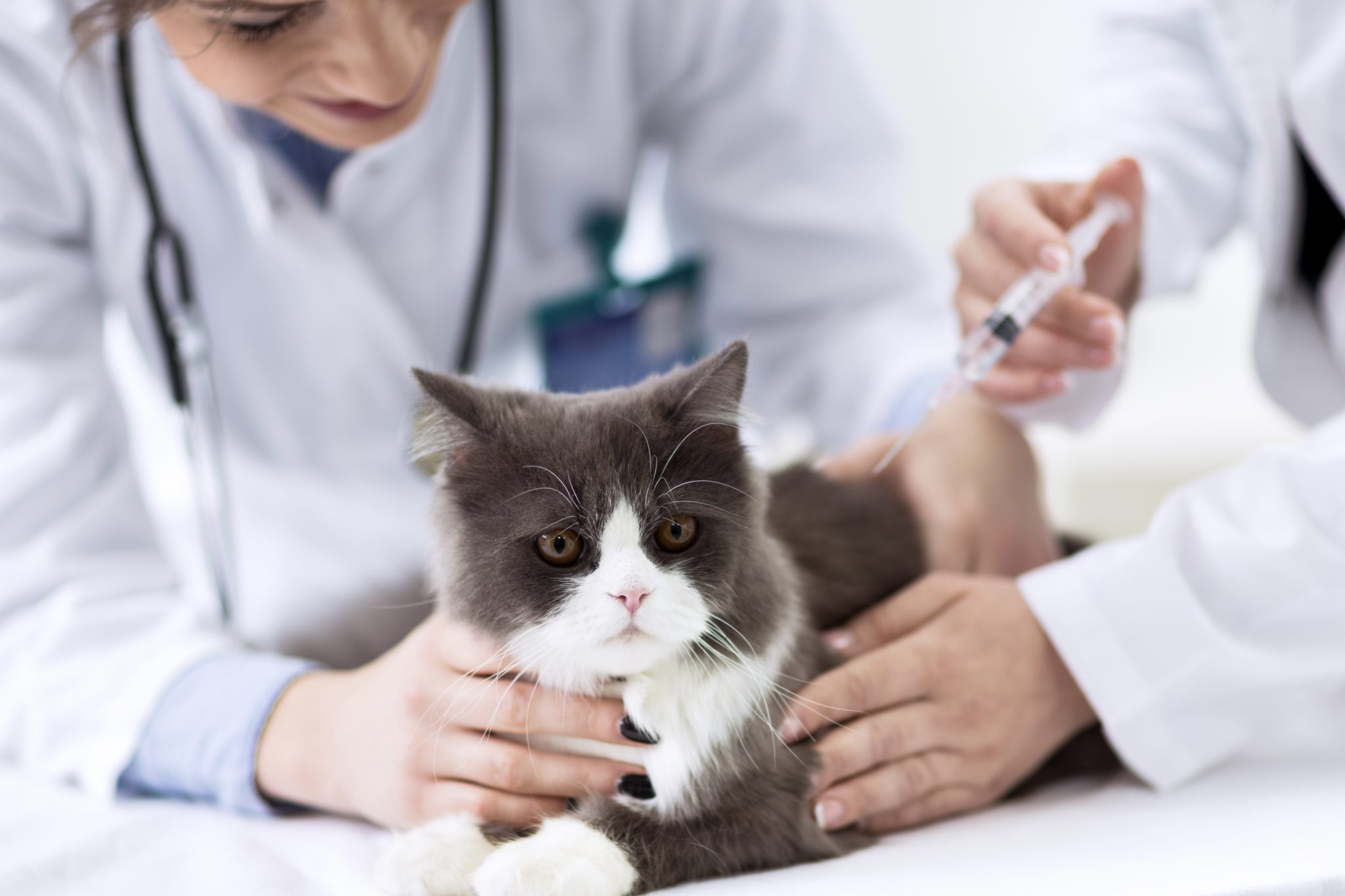 aşı uygulanan gri kedi