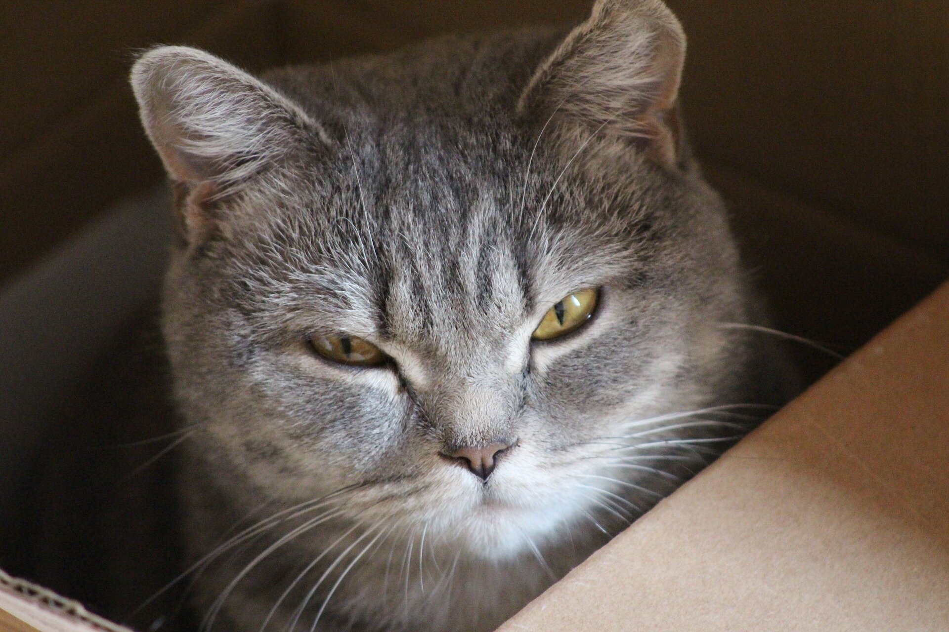 kutu içerisinde oturan gözleri kısık kedi