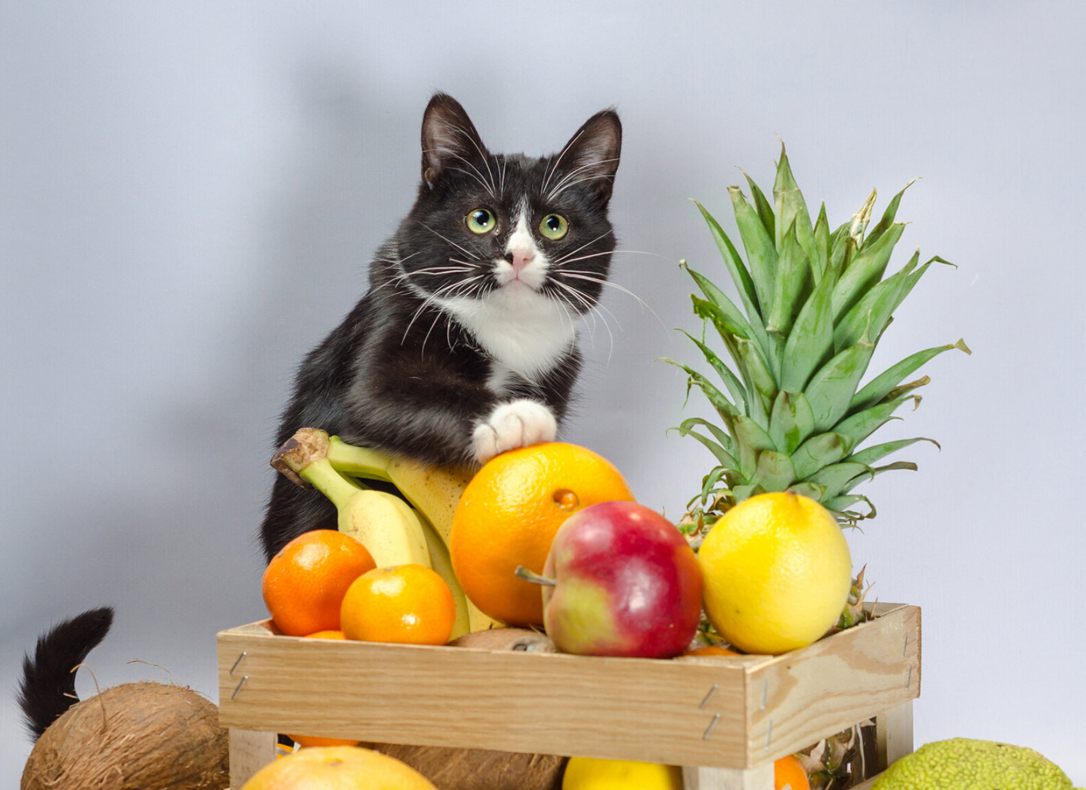 meyvelerin üstünde duran kedi