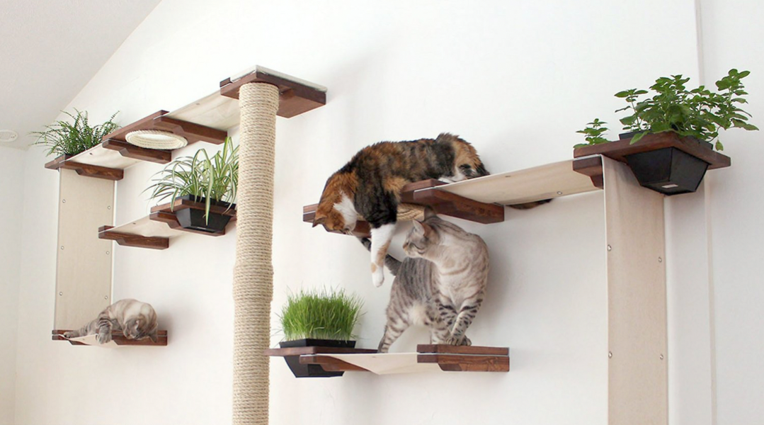 duvardaki kedi merdiveninde oynayan kediler