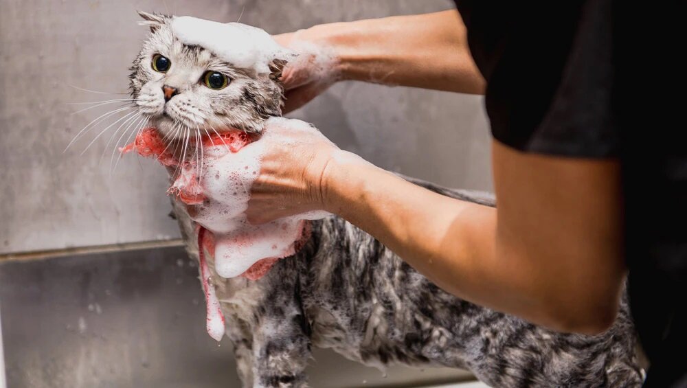 banyo lifi ile yıkanan kısa tüylü kedi