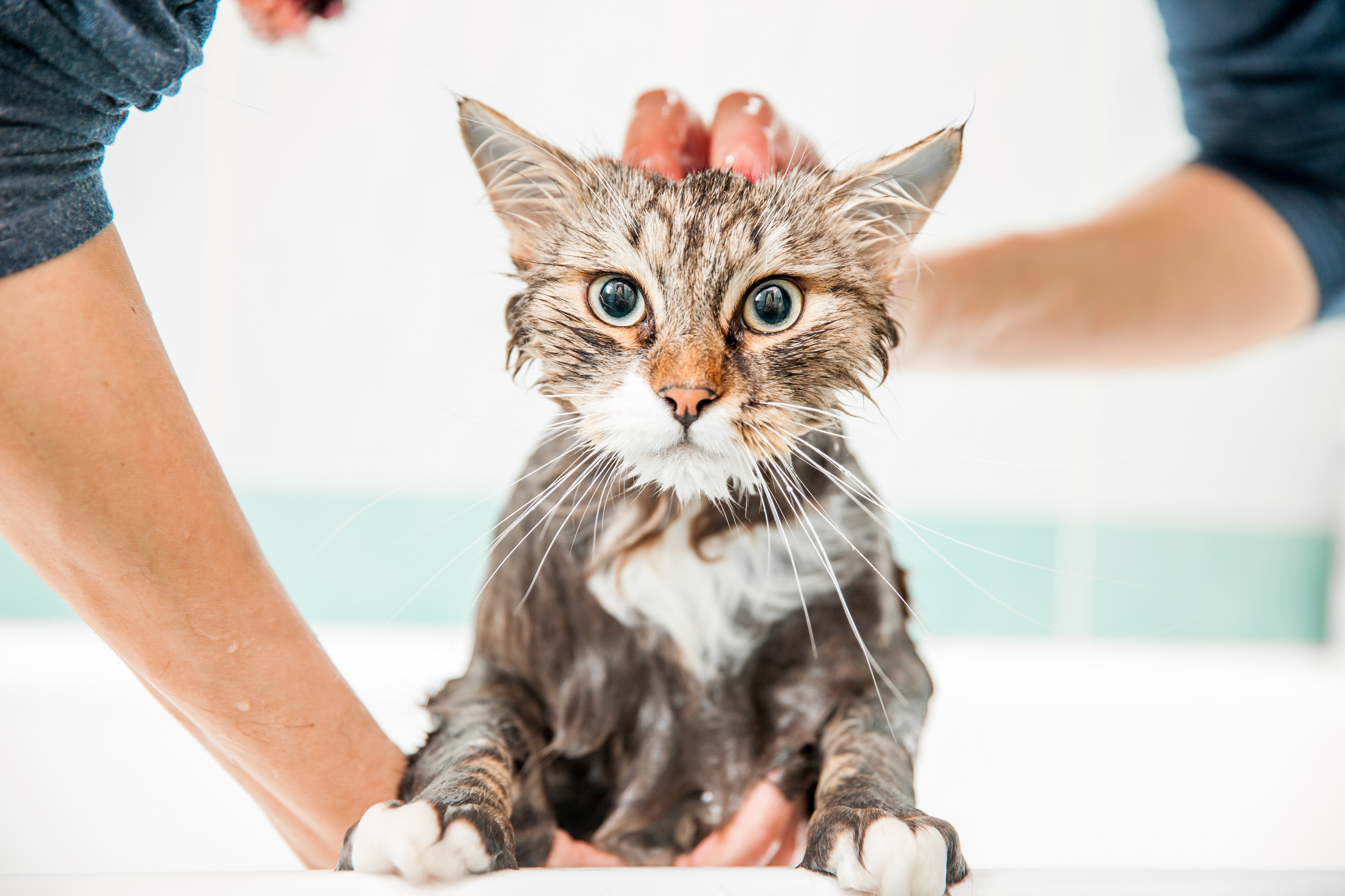 banyo yapan kedi