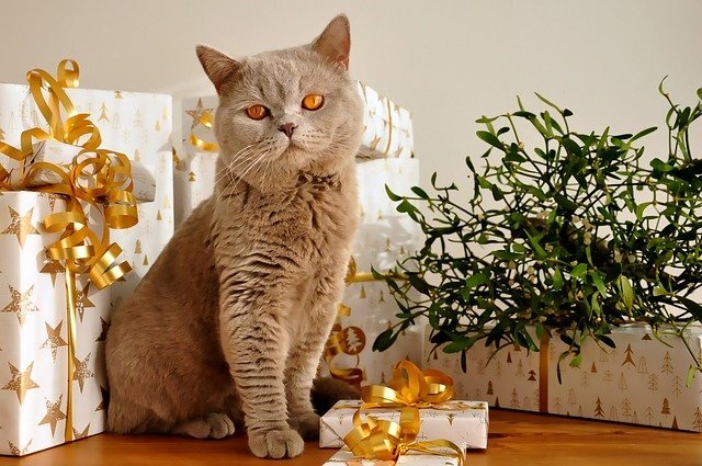 Beyaz hediye paketlerinin önünde oturan kedi