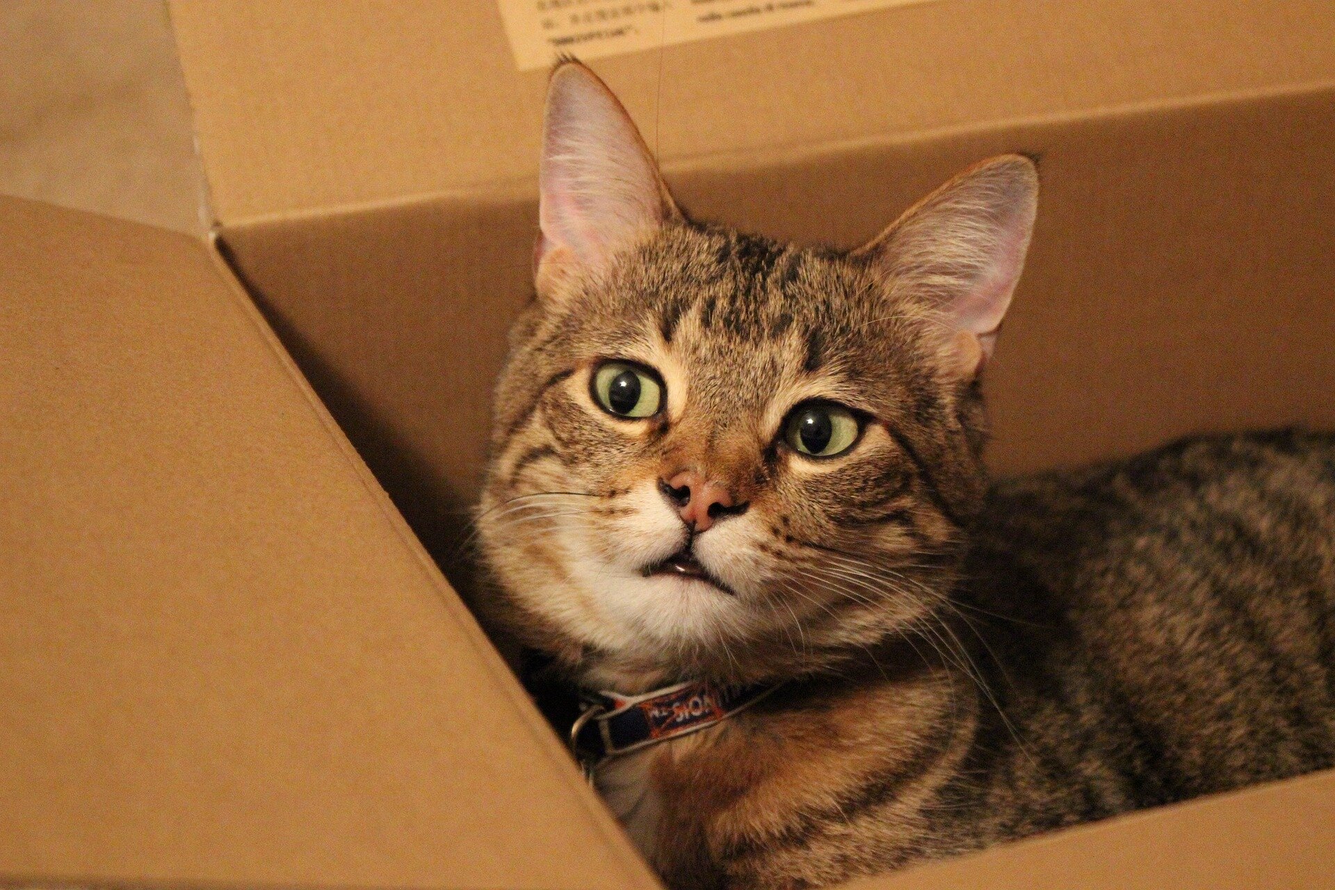 karton kutu içerisinde yatan tasmalı tekir kedi