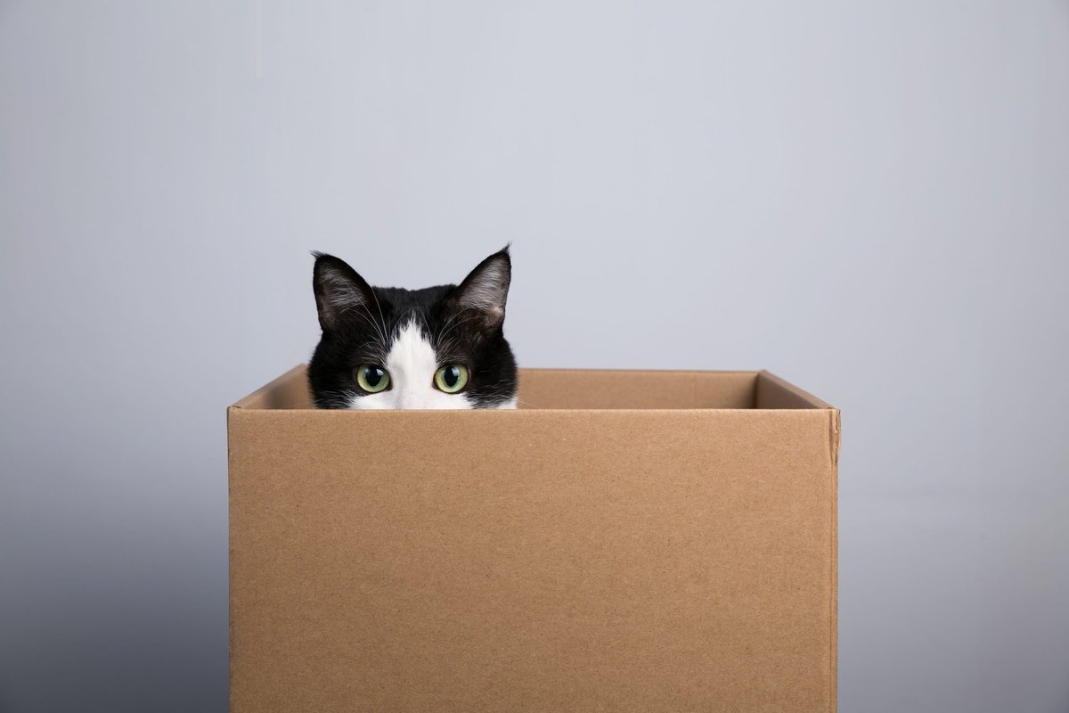 kutu içinde duran kedi