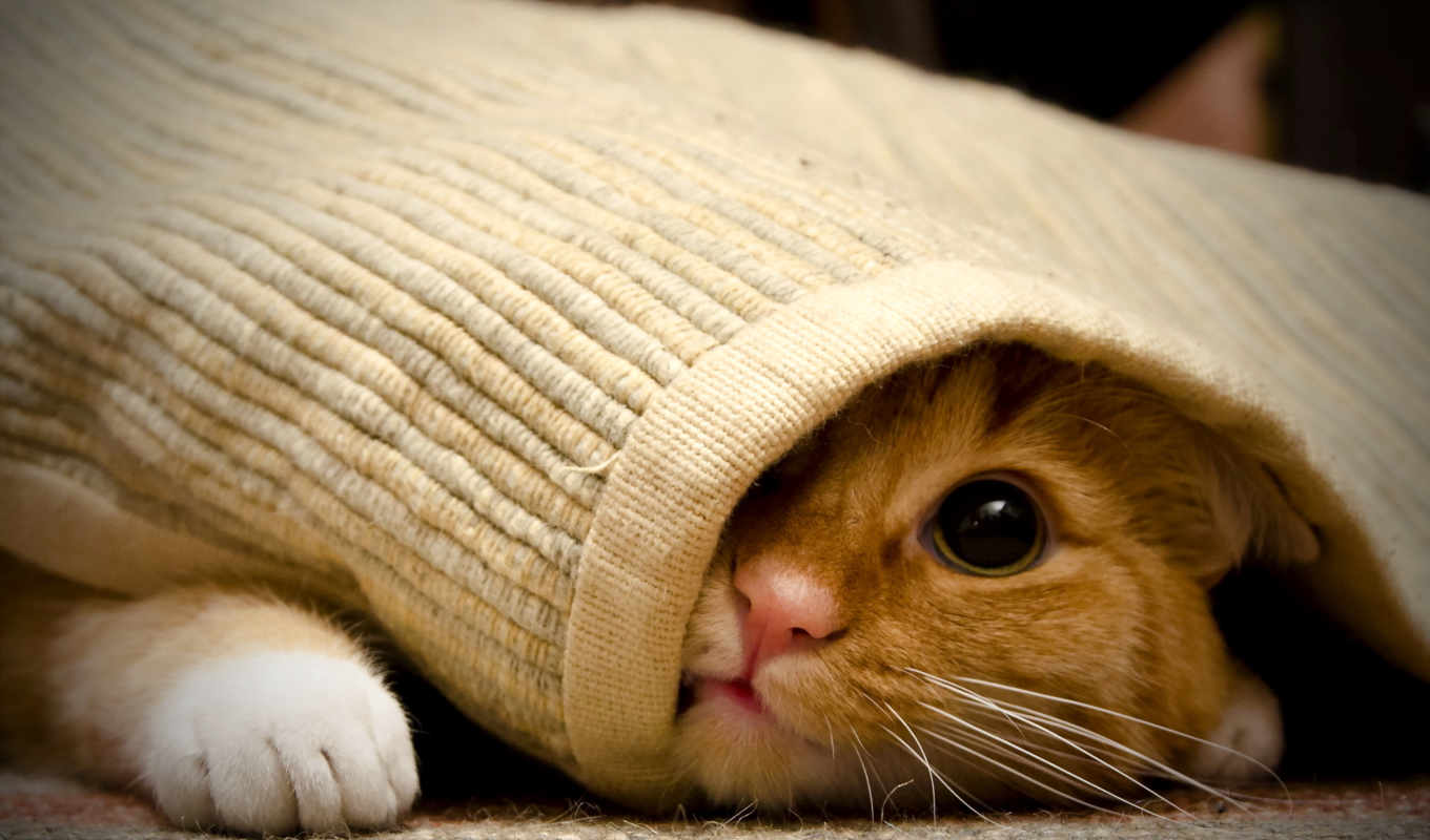 örtü altına saklanan kedi