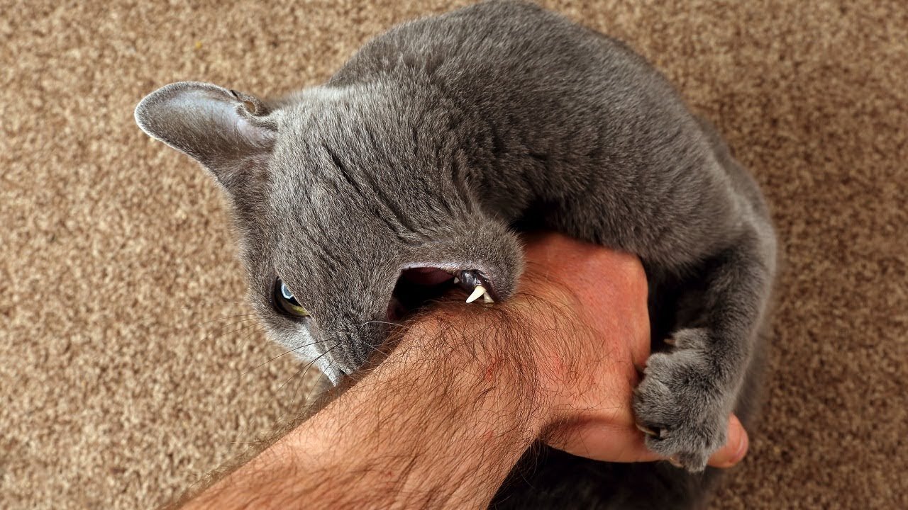 sahibinin kolunu ısıran kedi