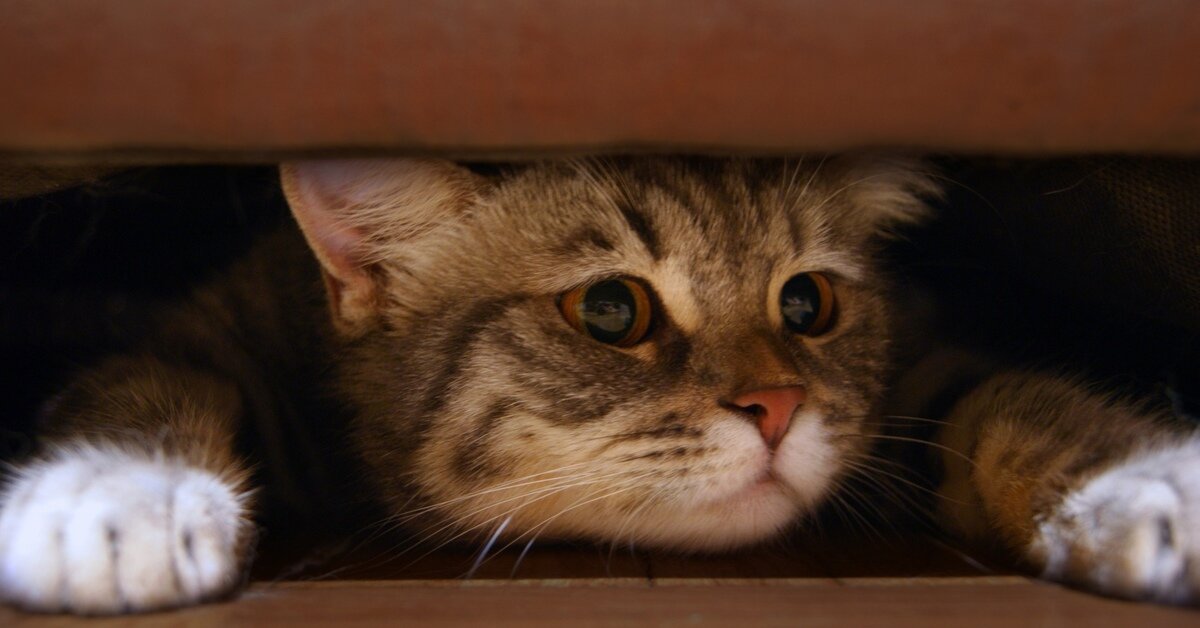 yatak altına saklanan kedi