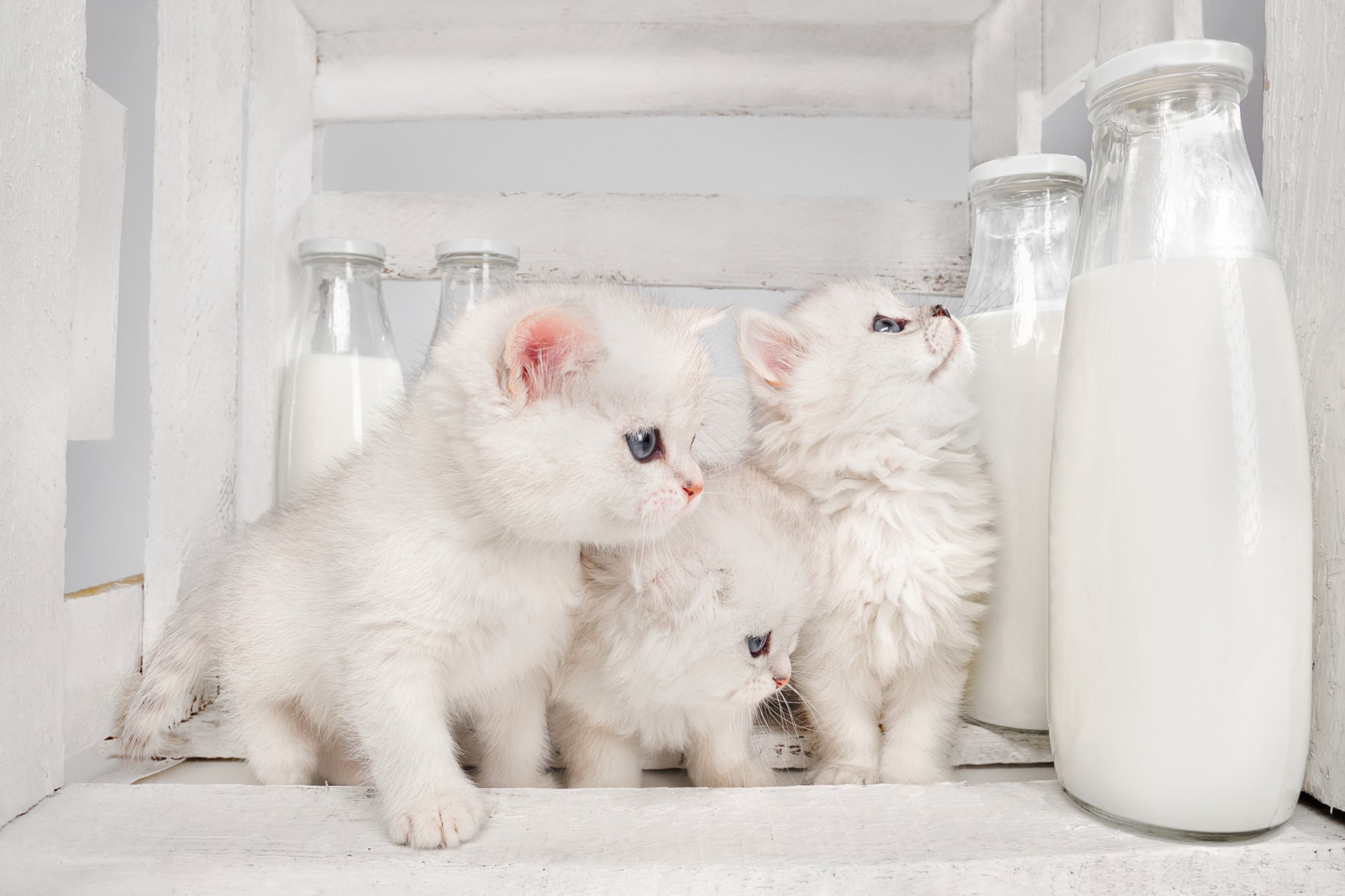 sütlerin yanında oturan üç yavru beyaz kedi