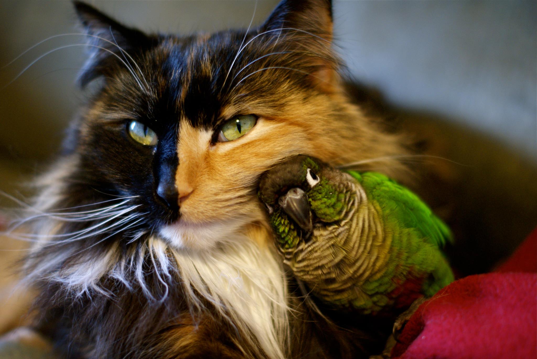 dostluk kuran kedi ve kuş