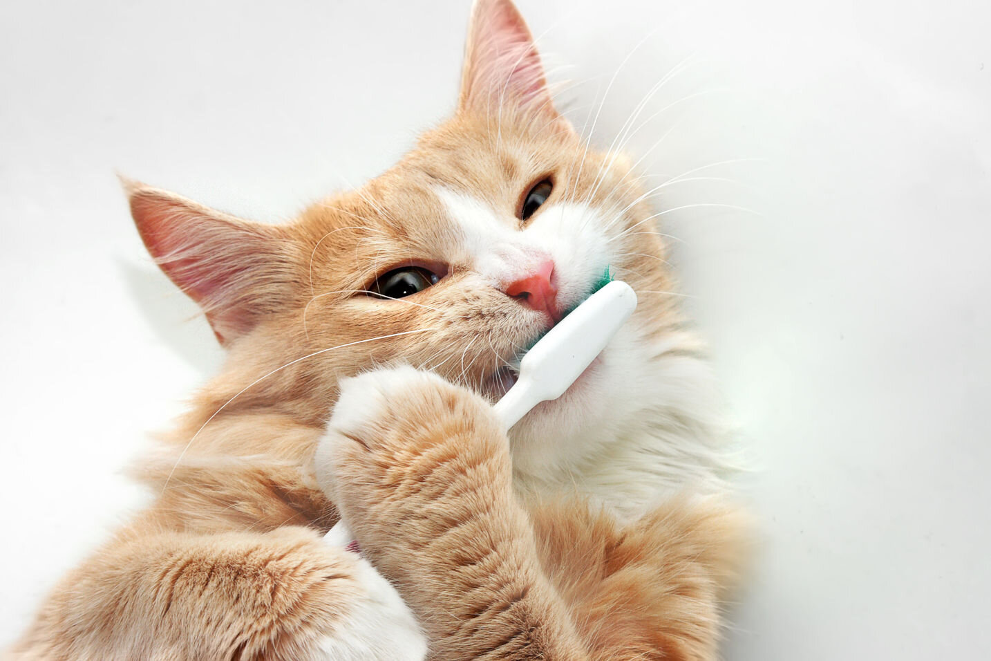 kedilerde ağız ve diş bakımı