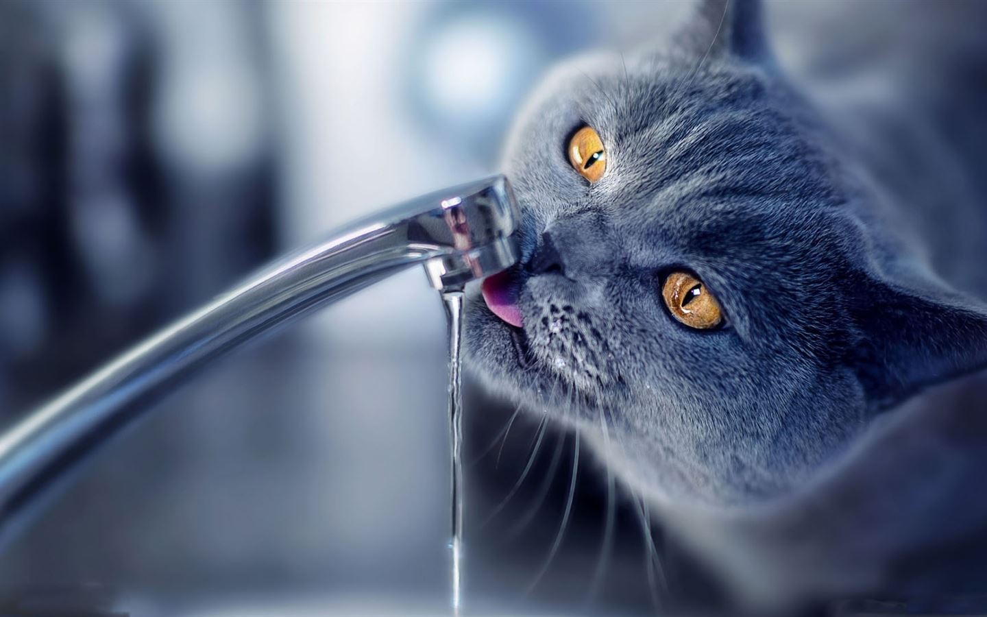 su içen kedi