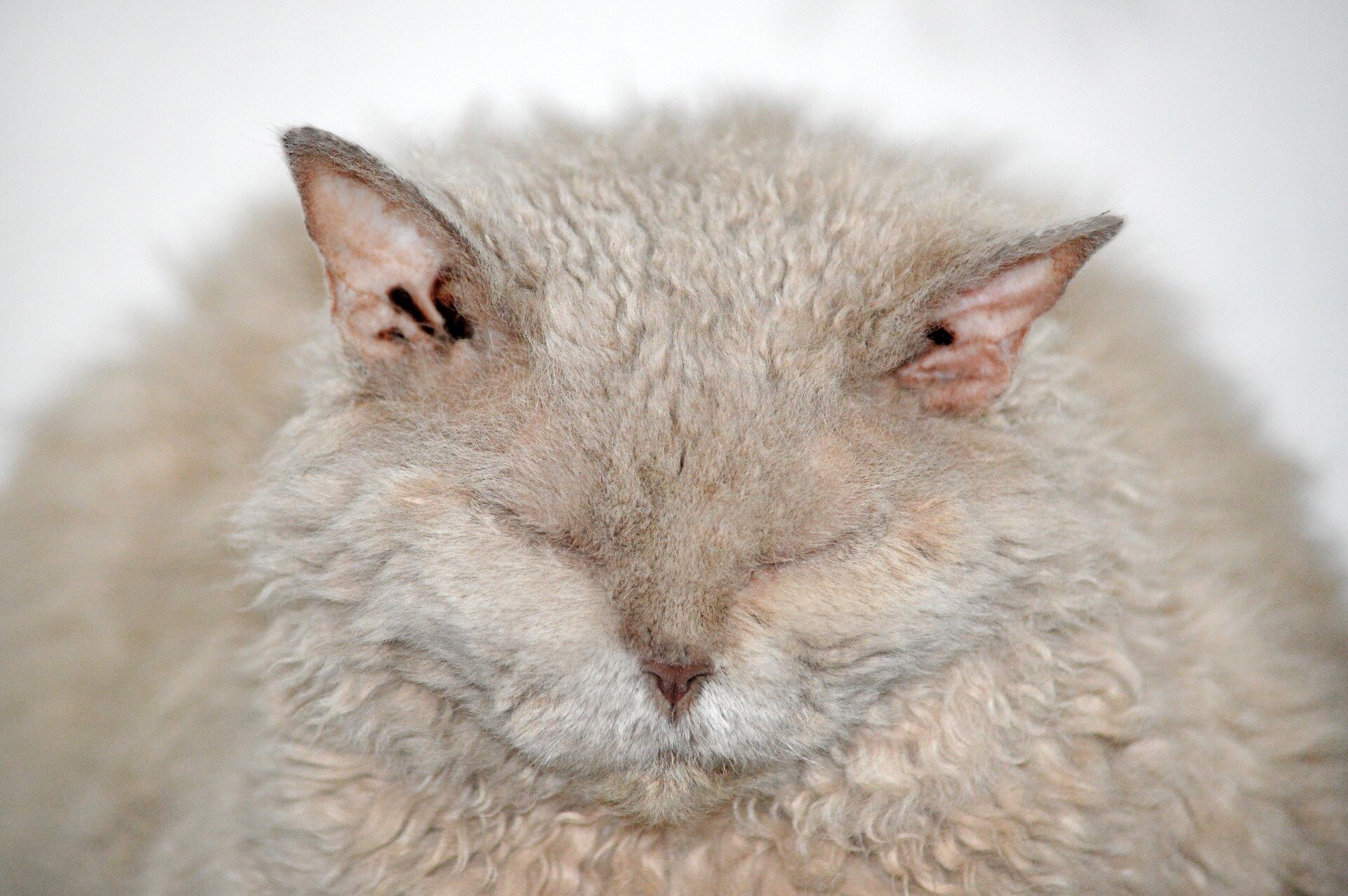 gözleri kapalı fazla kilolu yatan kedi