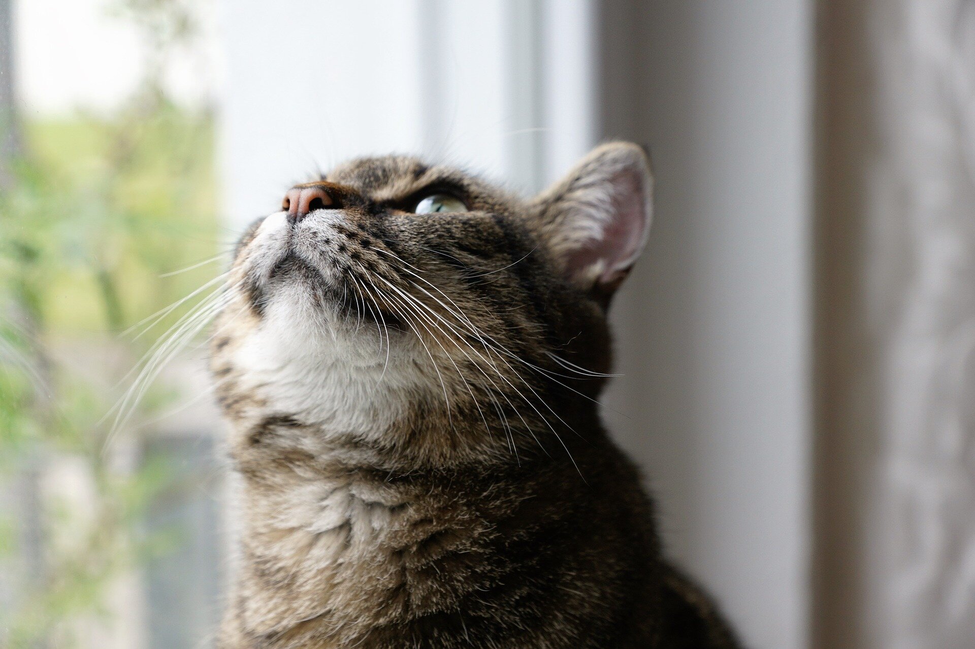 camın önünde yukarıya bakan tekir kedi