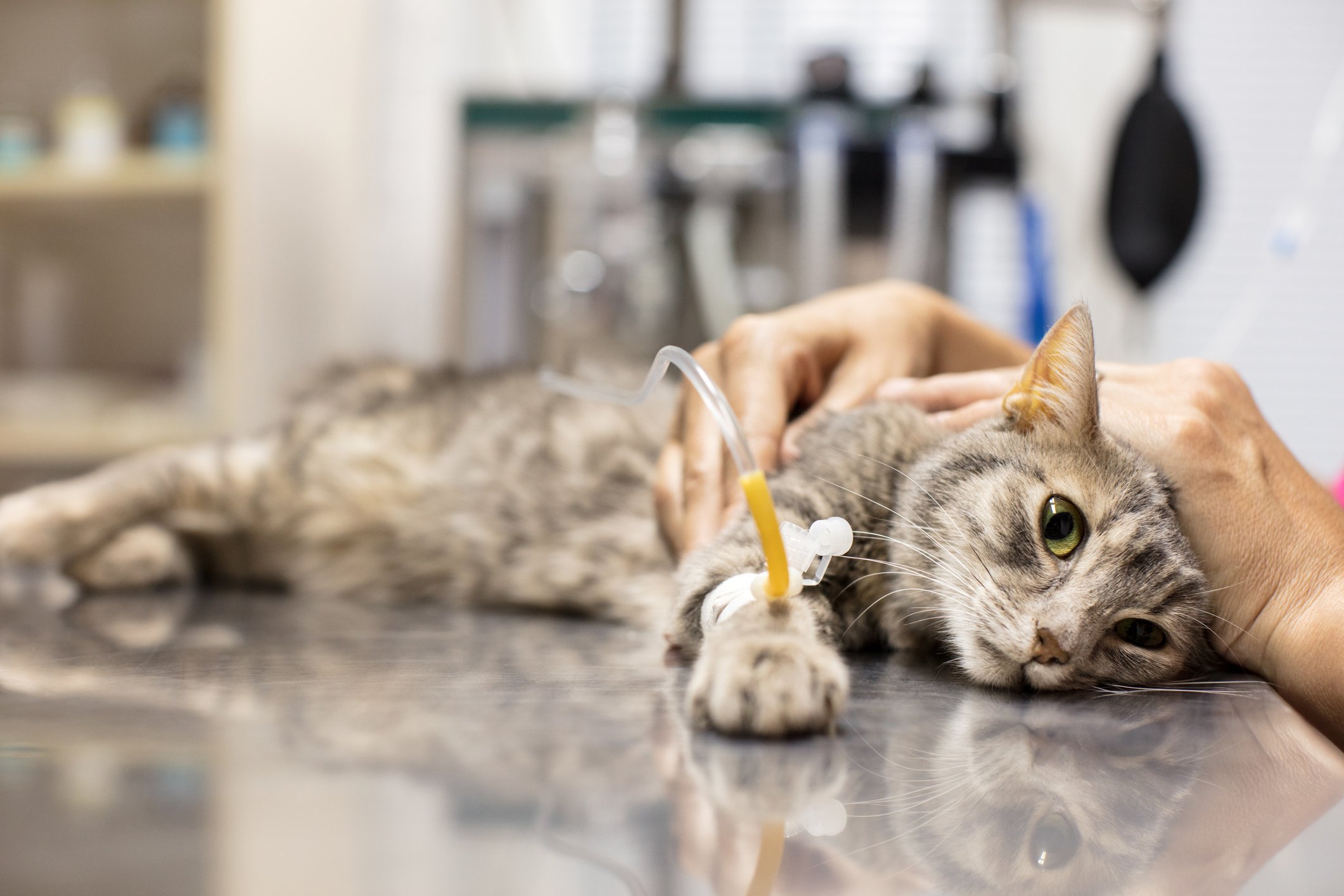 serum bağlanmış tedavi gören hasta kedi