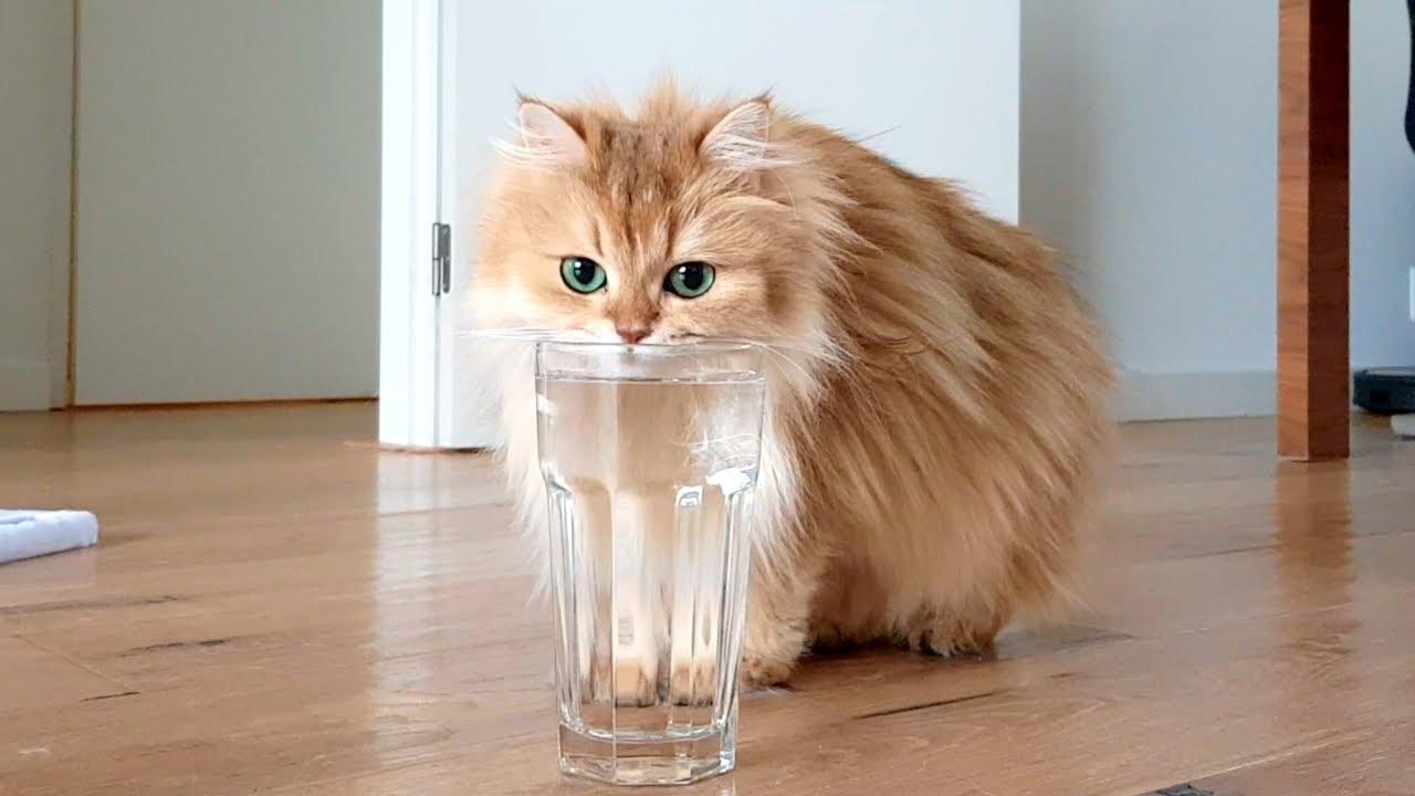 bardaktan su içen uzun tüylü yeşil gözlü kedi